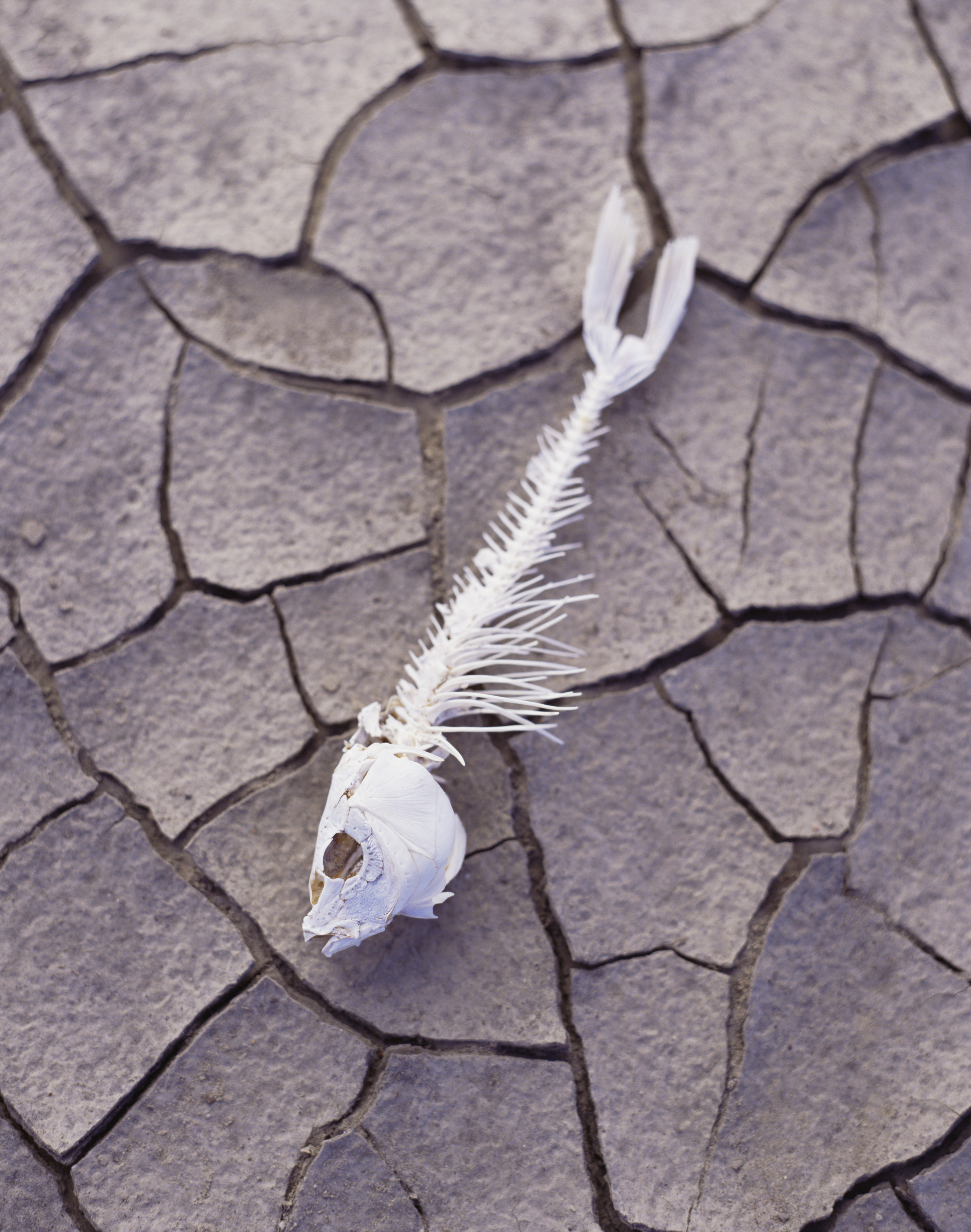 fish-skeleton-dry-land