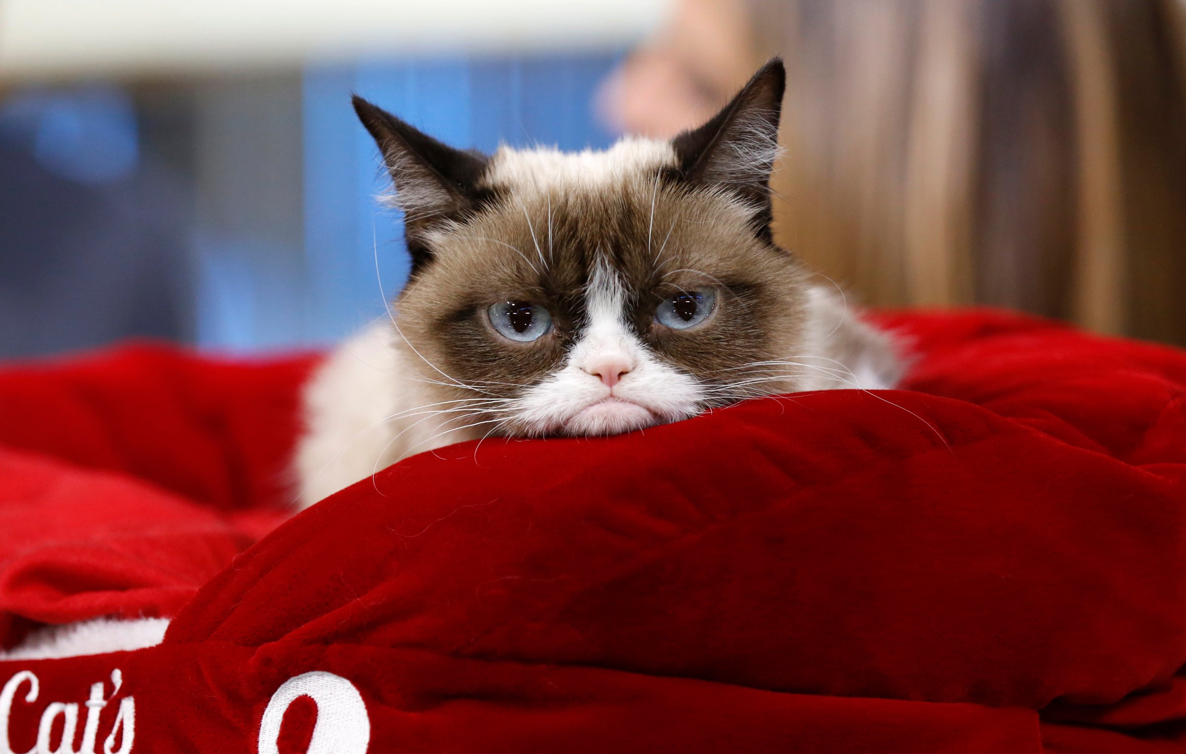 Grumpy Cat Worth $100 Million