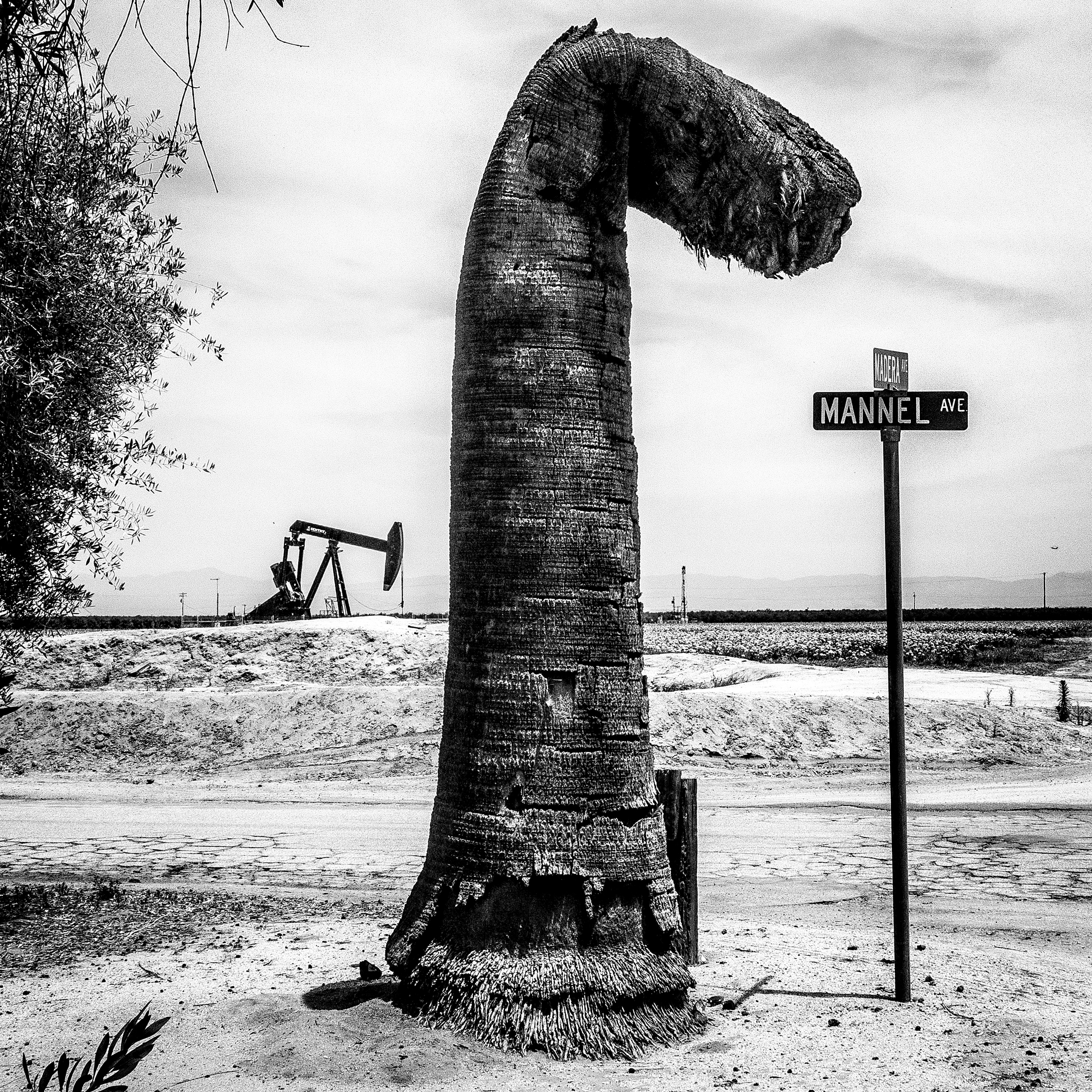 A dead palm tree.  Shafter, CA.  Extensive fracking is sparking conflict between agricultural and oil interests in the southern Central Valley's Kern County.