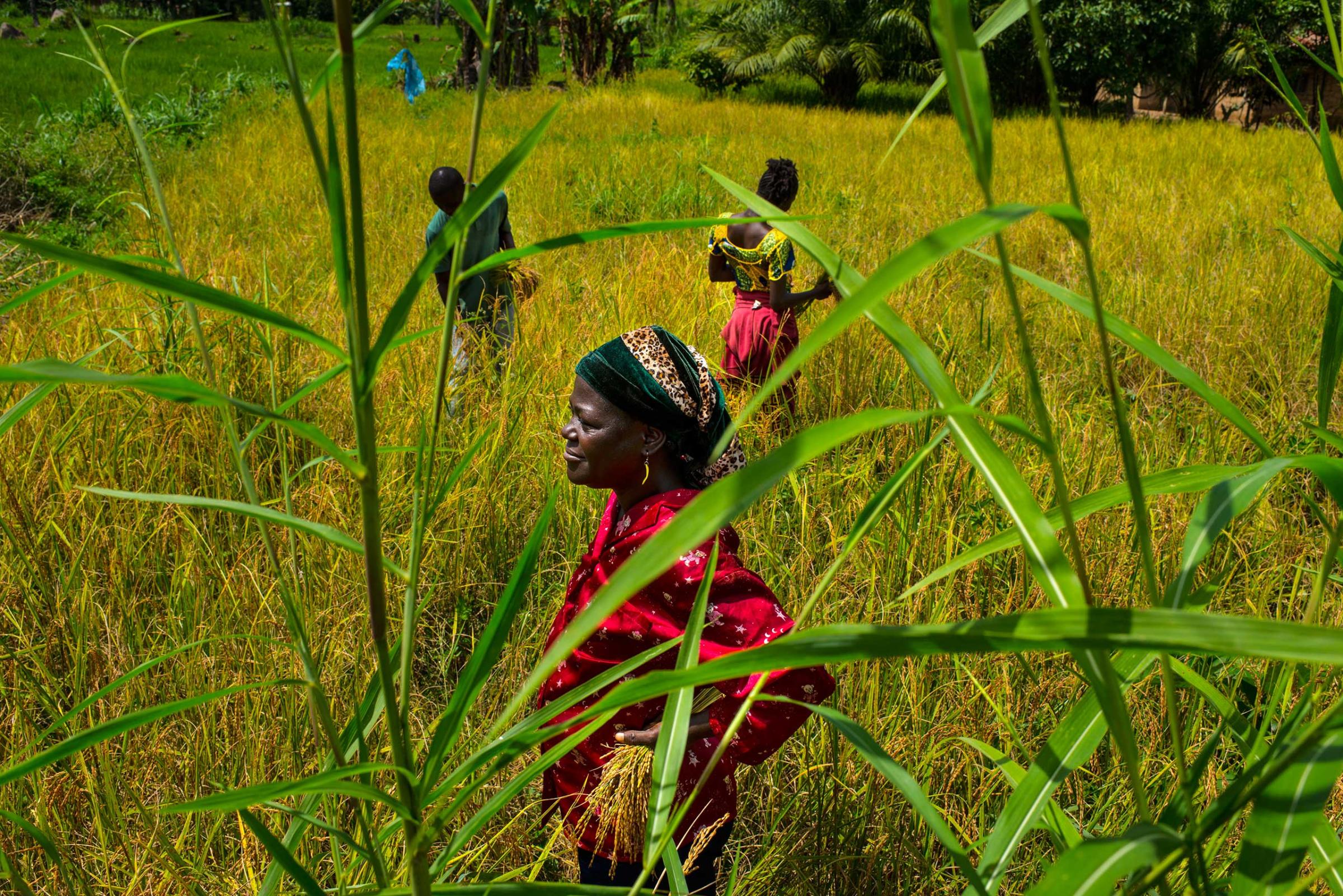 Mary Wargbo and her son and daughter, Cornelius and Joyce harvest rice on Nov. 6, 2014 in Foya, Lofa County, Liberia.