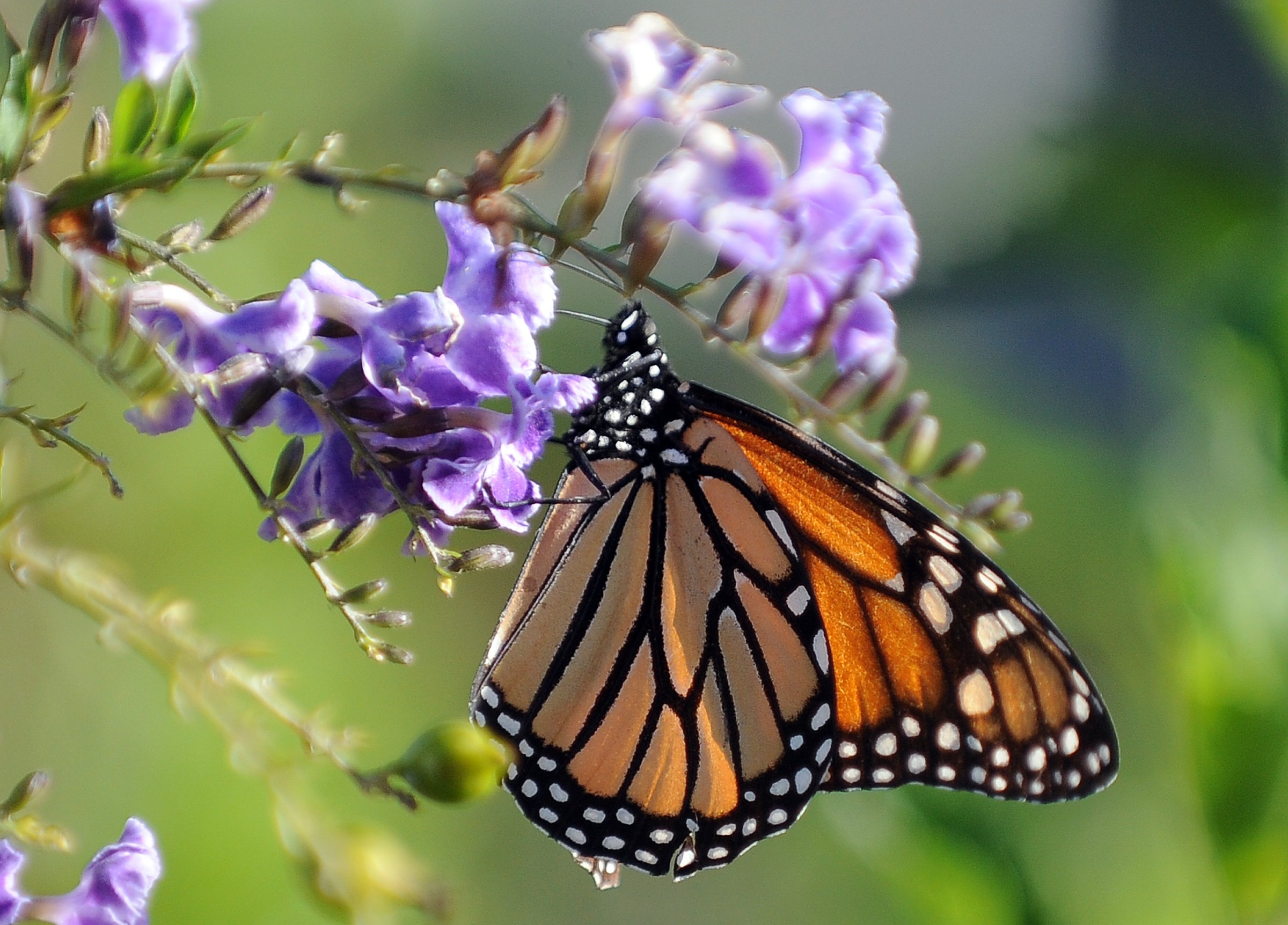 Monarch Butterfly Endangered