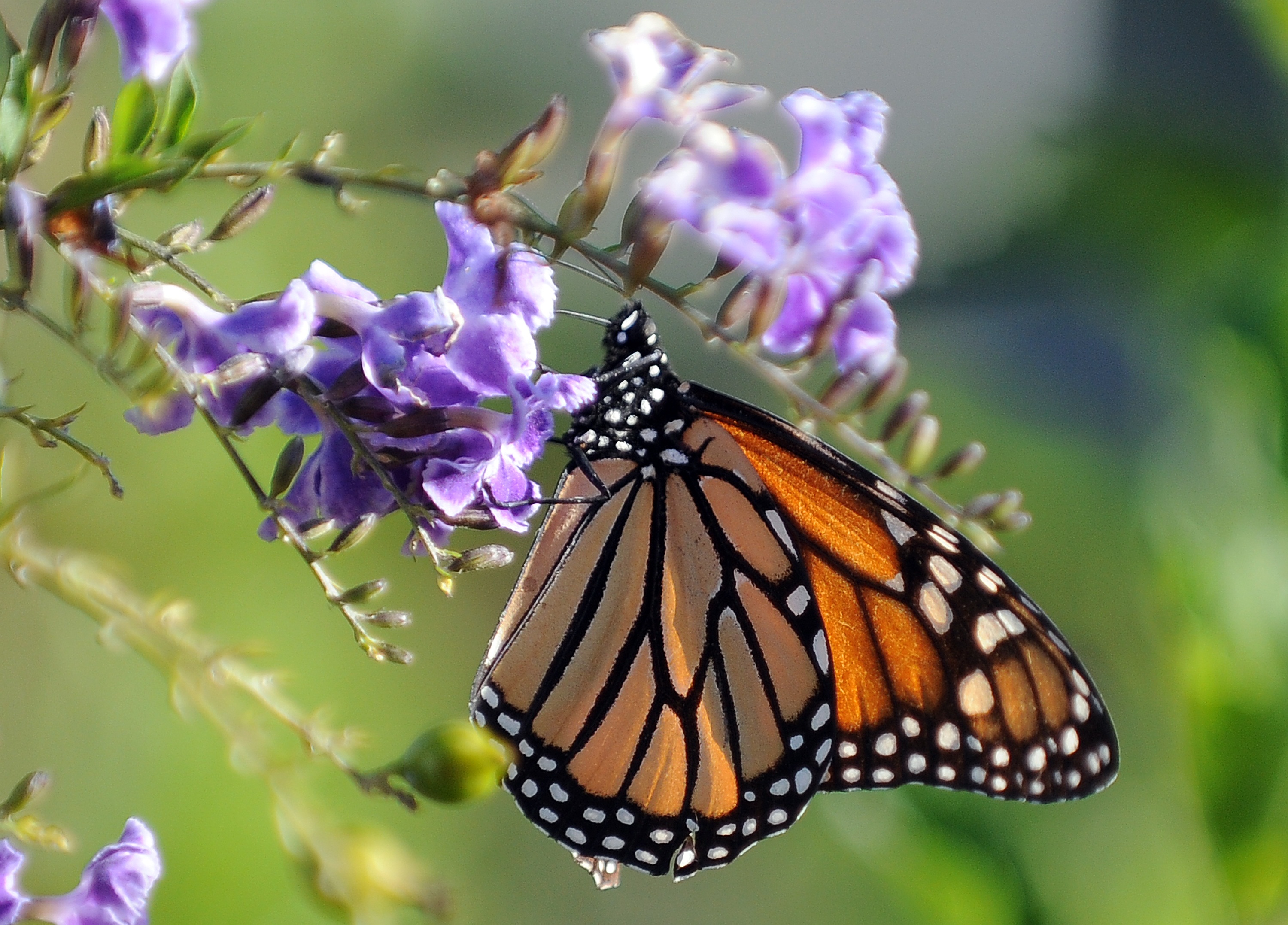A Monarch butterfly is in a flower in Los Angeles, Calif. on Oct. 28, 2010. (Gabriel Bouys&mdash;AFP/Getty Images)
