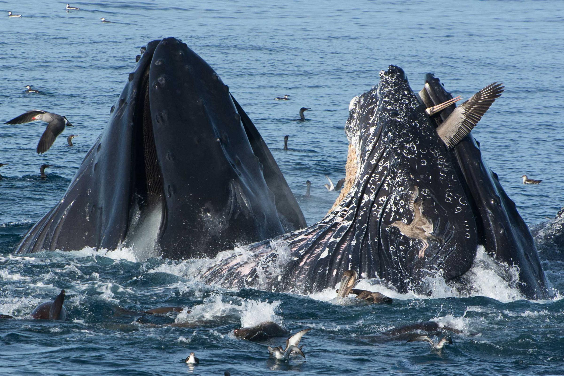 A whale captures a pelican between its jaws, Monteray Bay, Calif., Nov. 23, 2014.