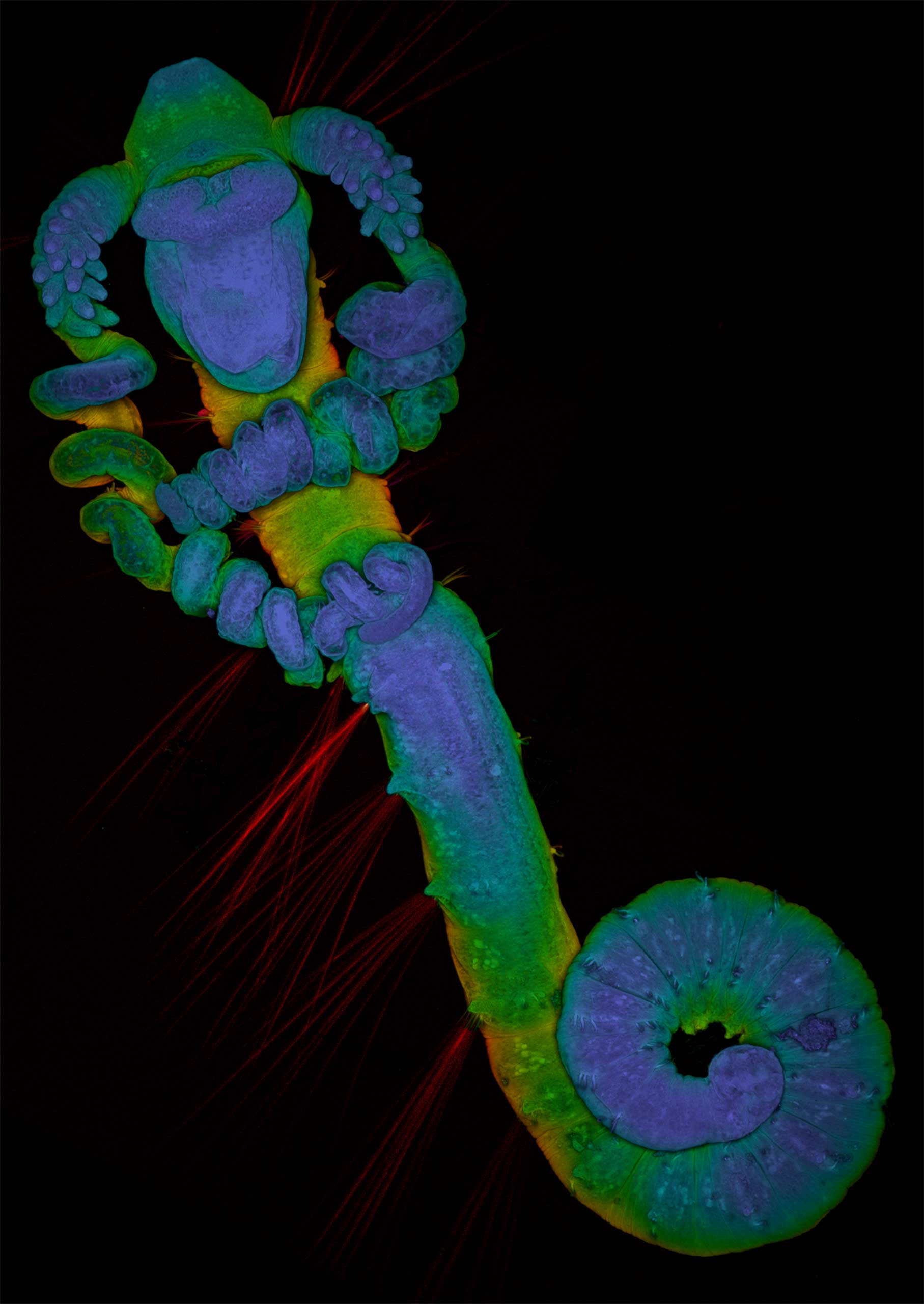 Worm larva at 10x magnification.