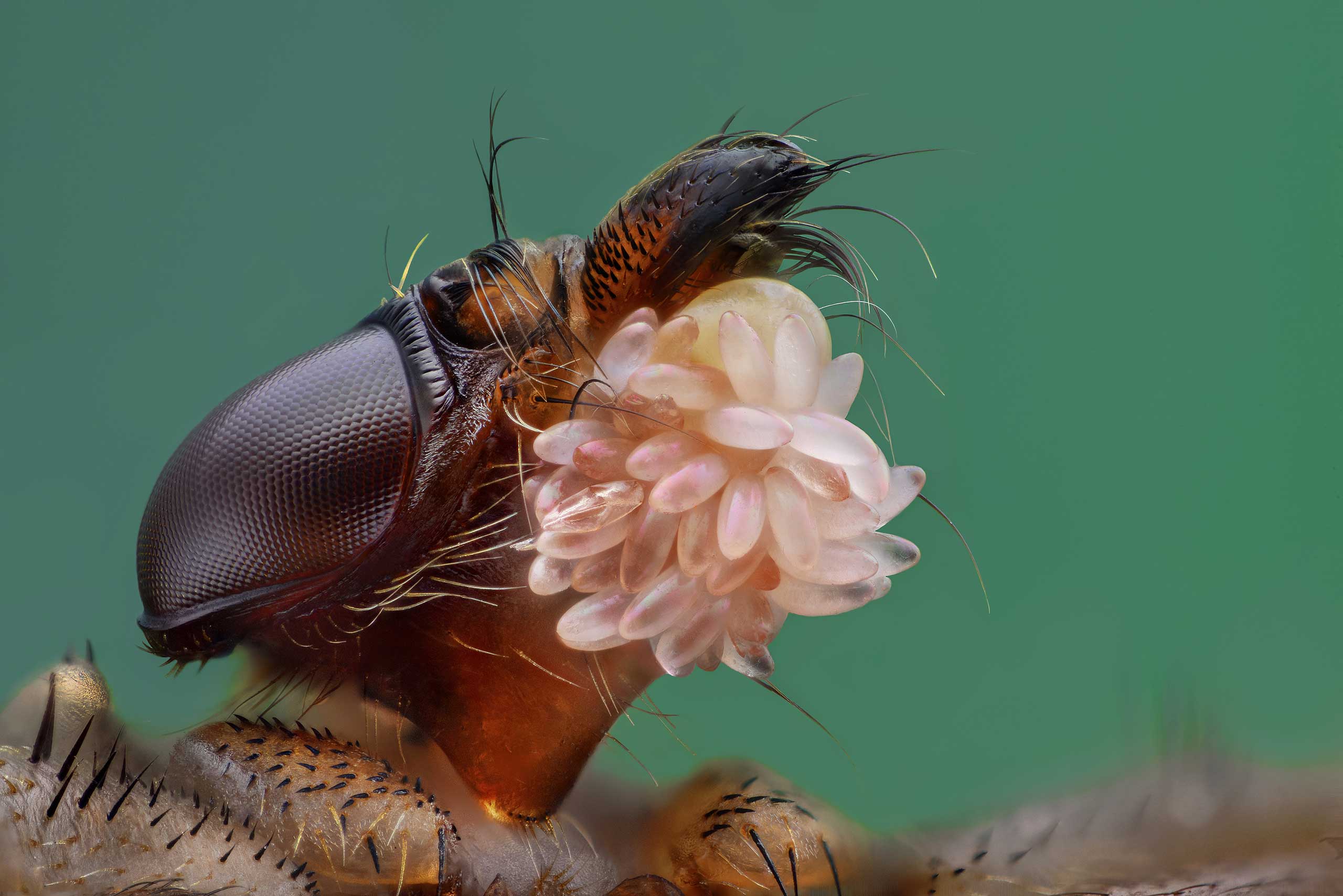 A louse fly with its eggs