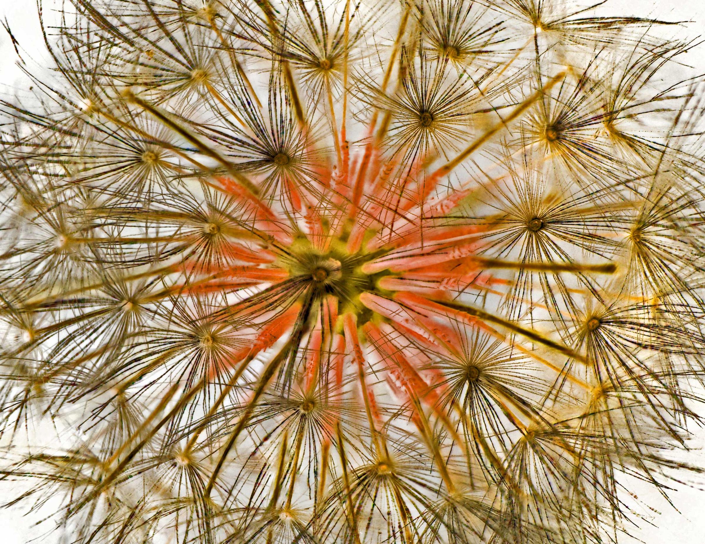 A dandelion at 10x magnification.