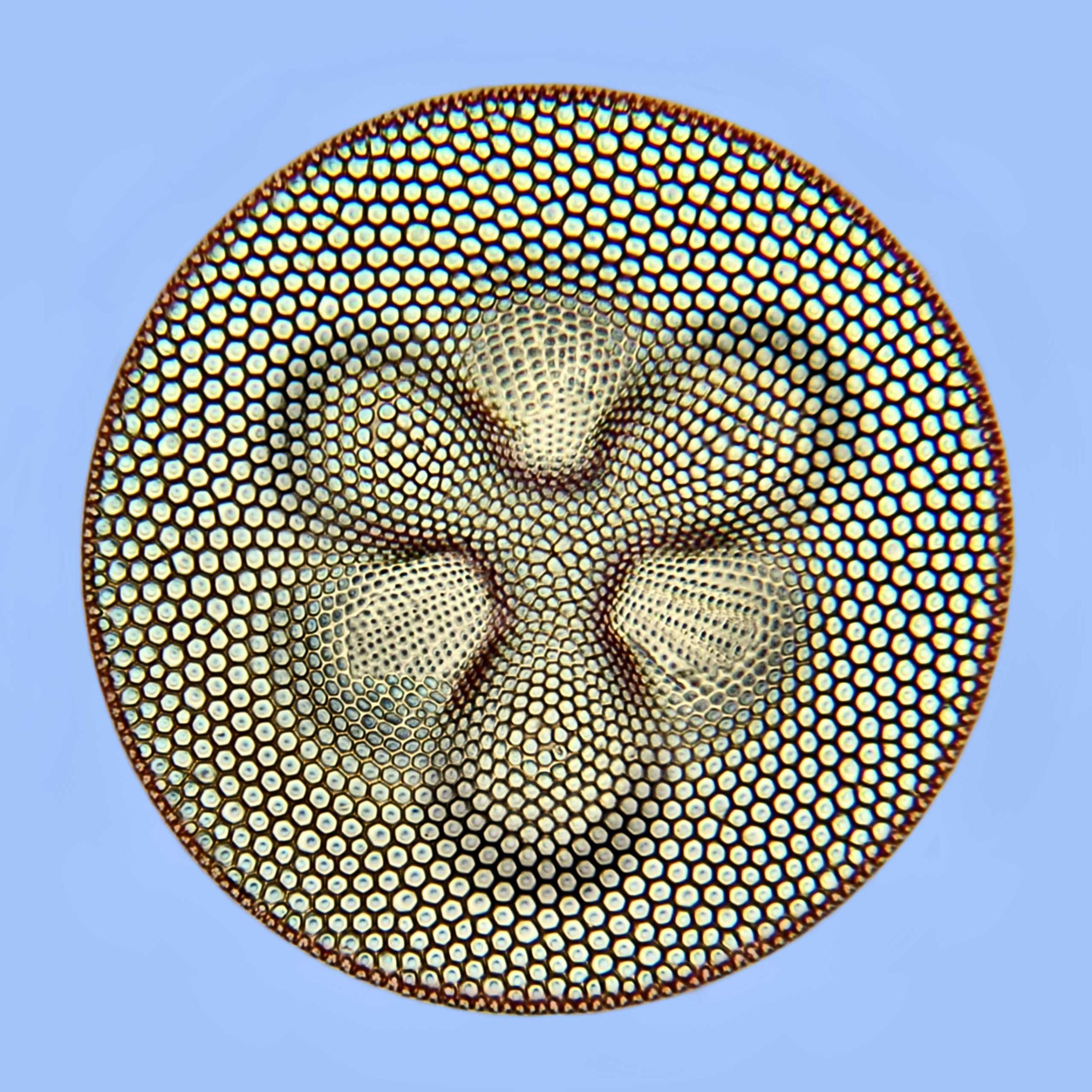 A diatom at 500x magnification.