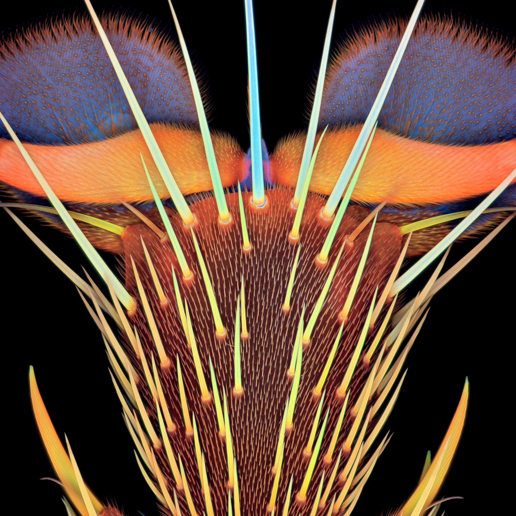 A leg of a hoverfly at 20x magnification.
