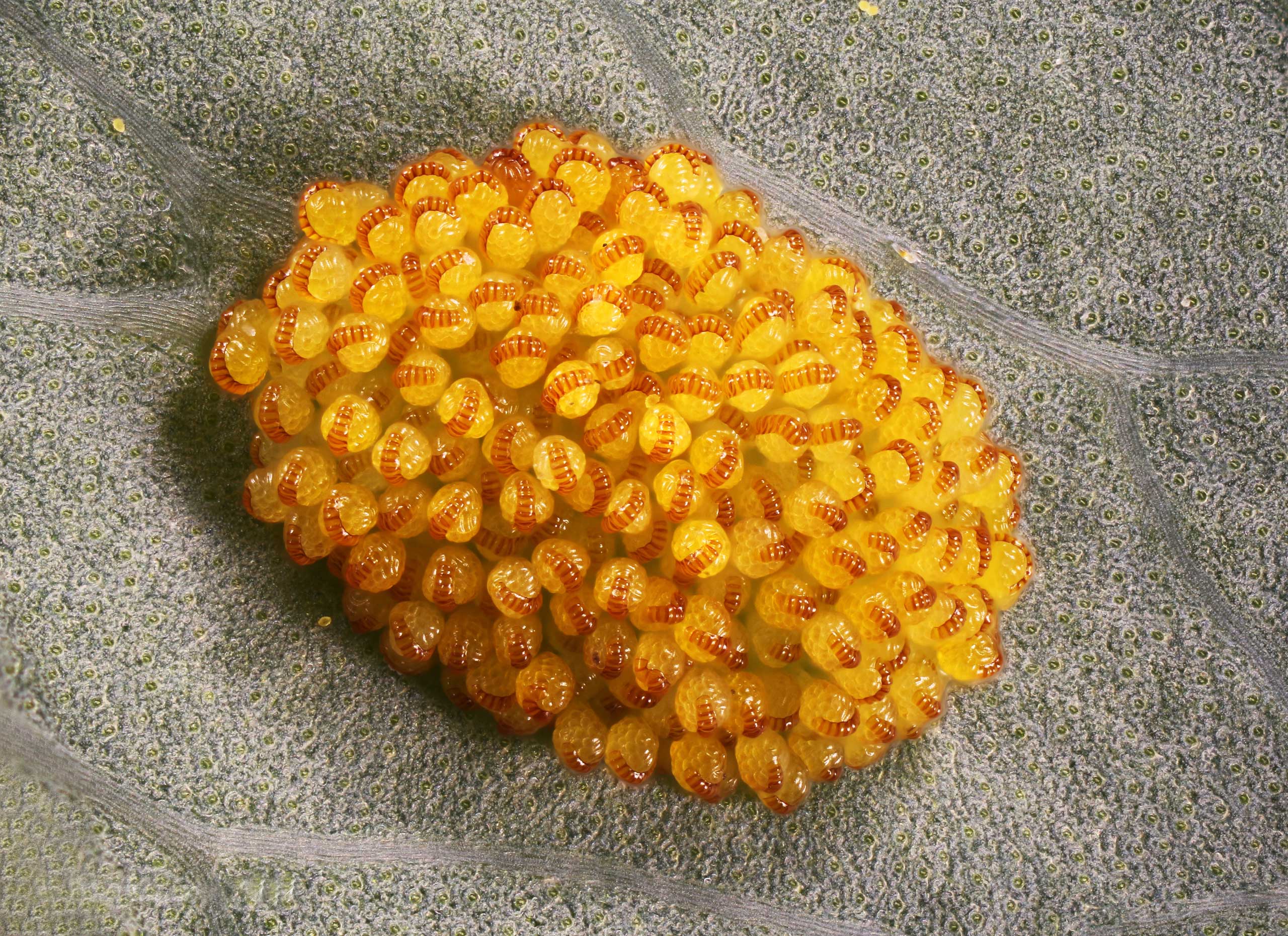 A spore cluster known as  Polypodium aureum.