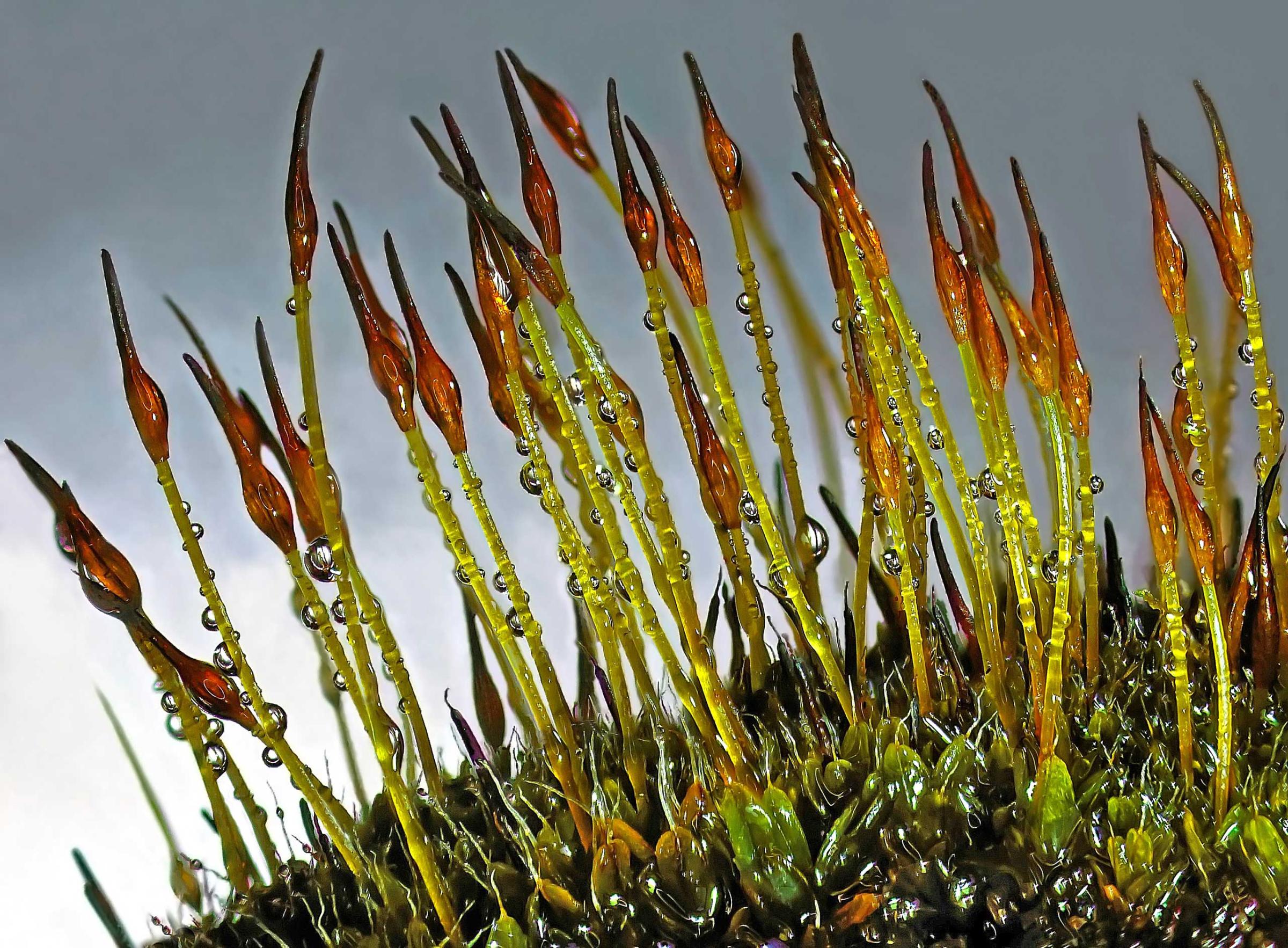 A moss specie called Tortula ruralis.