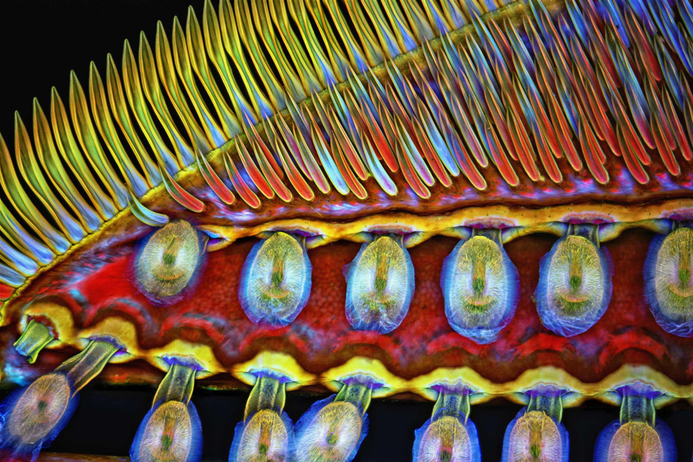 Part of the front foot of a giant diving beetle at 100x magnification.