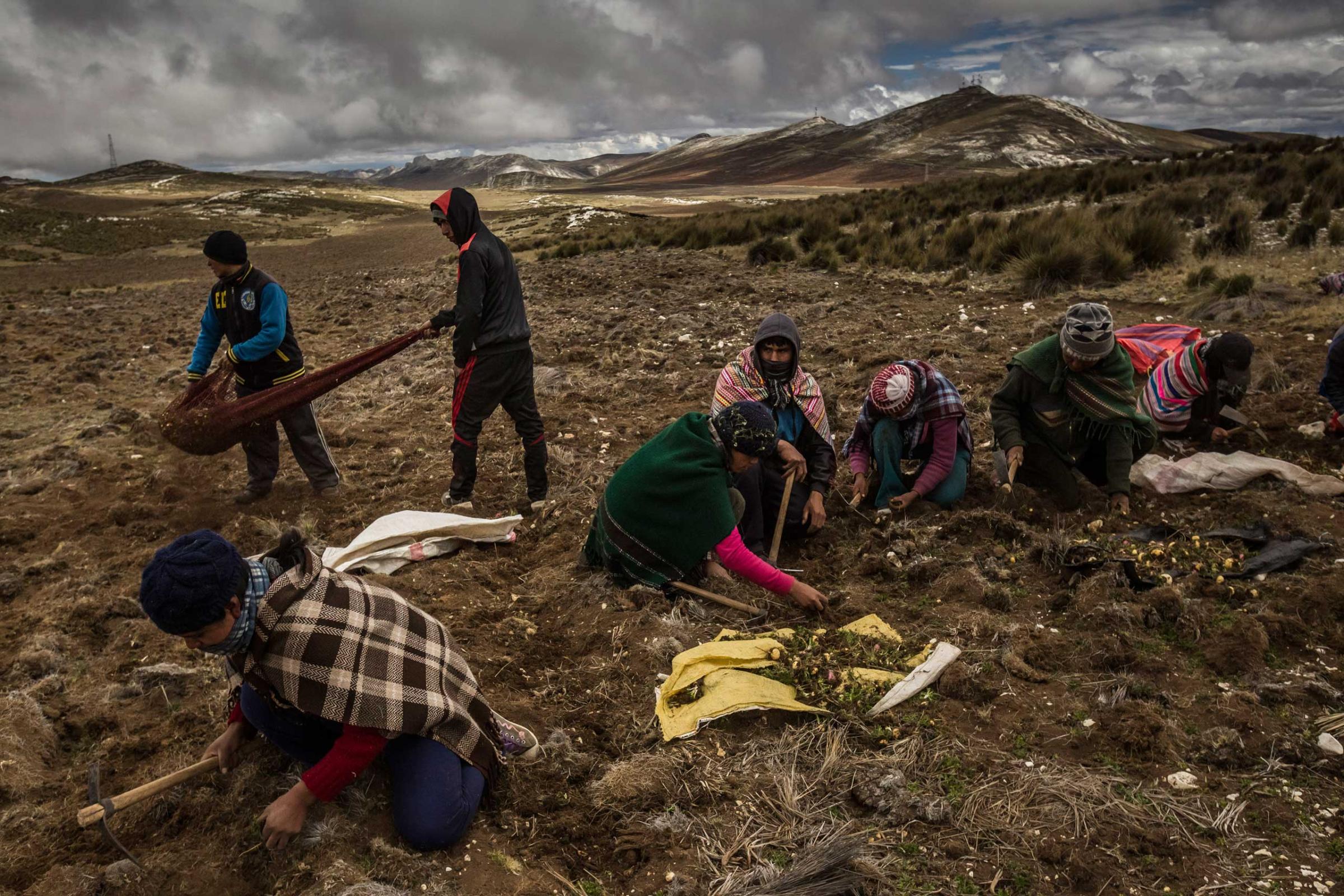 Workers harvest maca roots in the mountains outside of Tarma, Peru.
