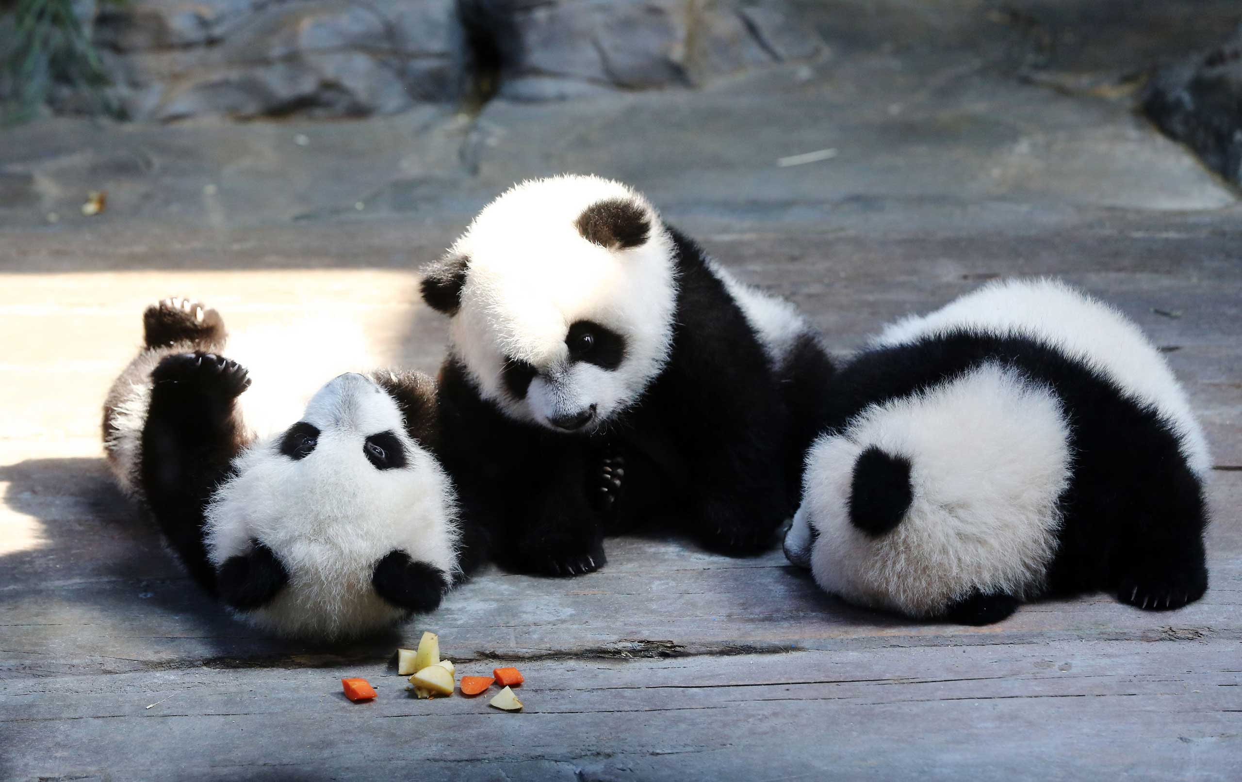 Dec. 9, 2014. The world's only live panda triplets play together at Chimelong Safari Park in Guangzhou, south China's Guangdong province.