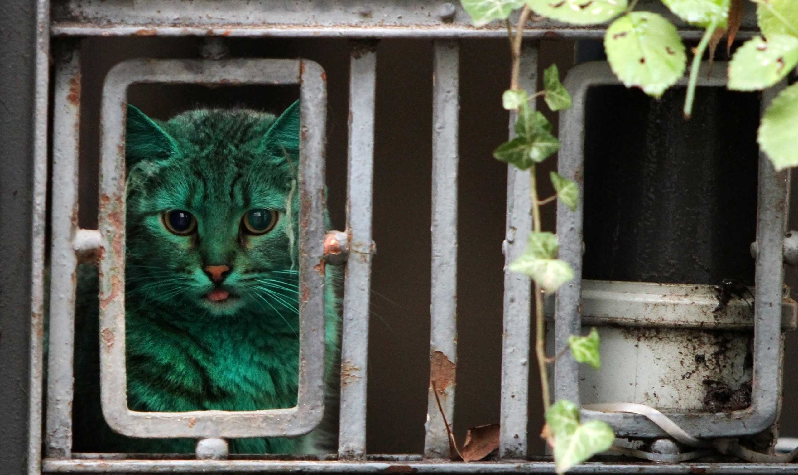 Dec. 5, 2014. The sight of a green cat on the streets of Varna, Bulgaria has caused an uproar in the Black Sea resort town. The cat turned green because it sleeps on an abandoned heap of synthetic green paint in a garage.