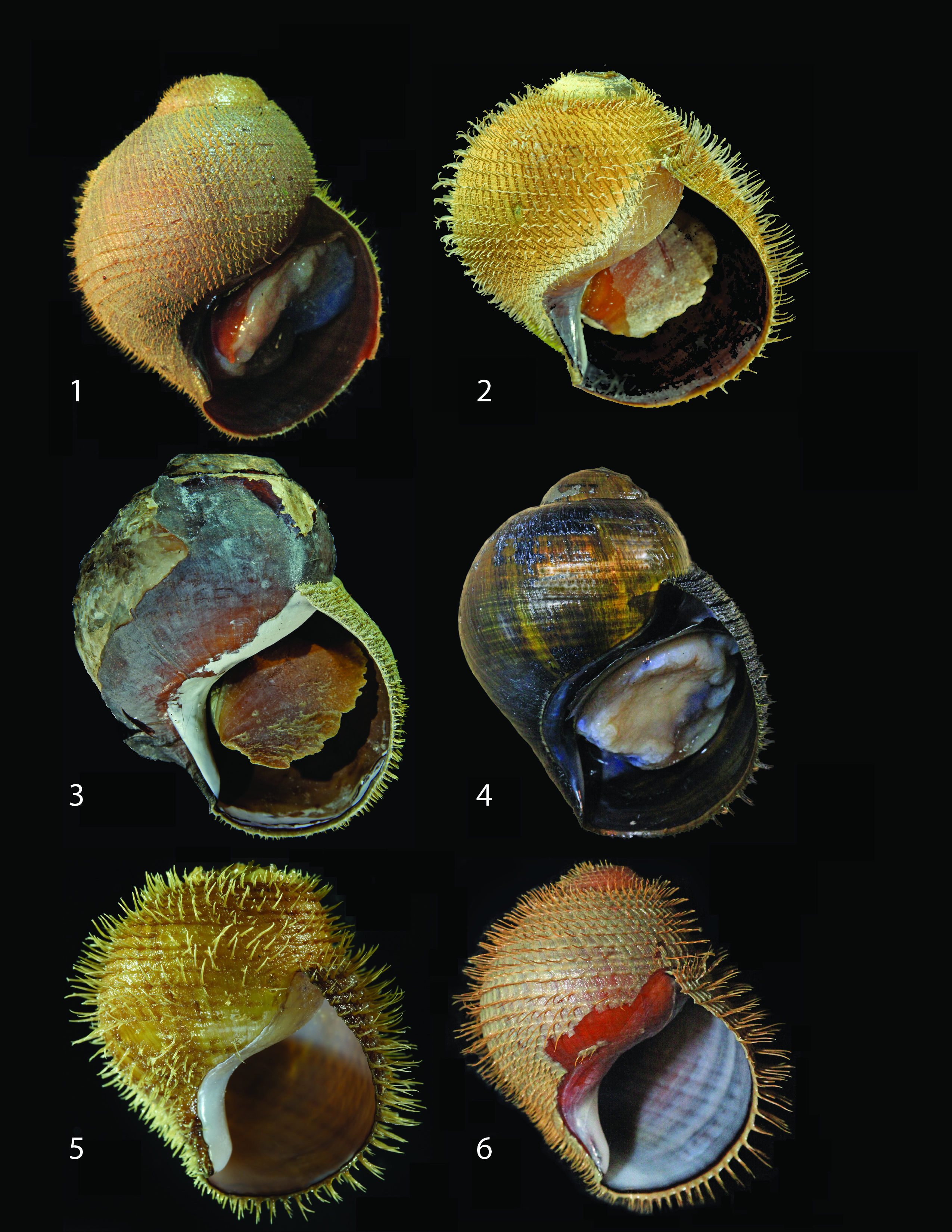 Five new species of Alviniconcha snails were identified using DNA sequences. (Shannon Johnson—MBARI)