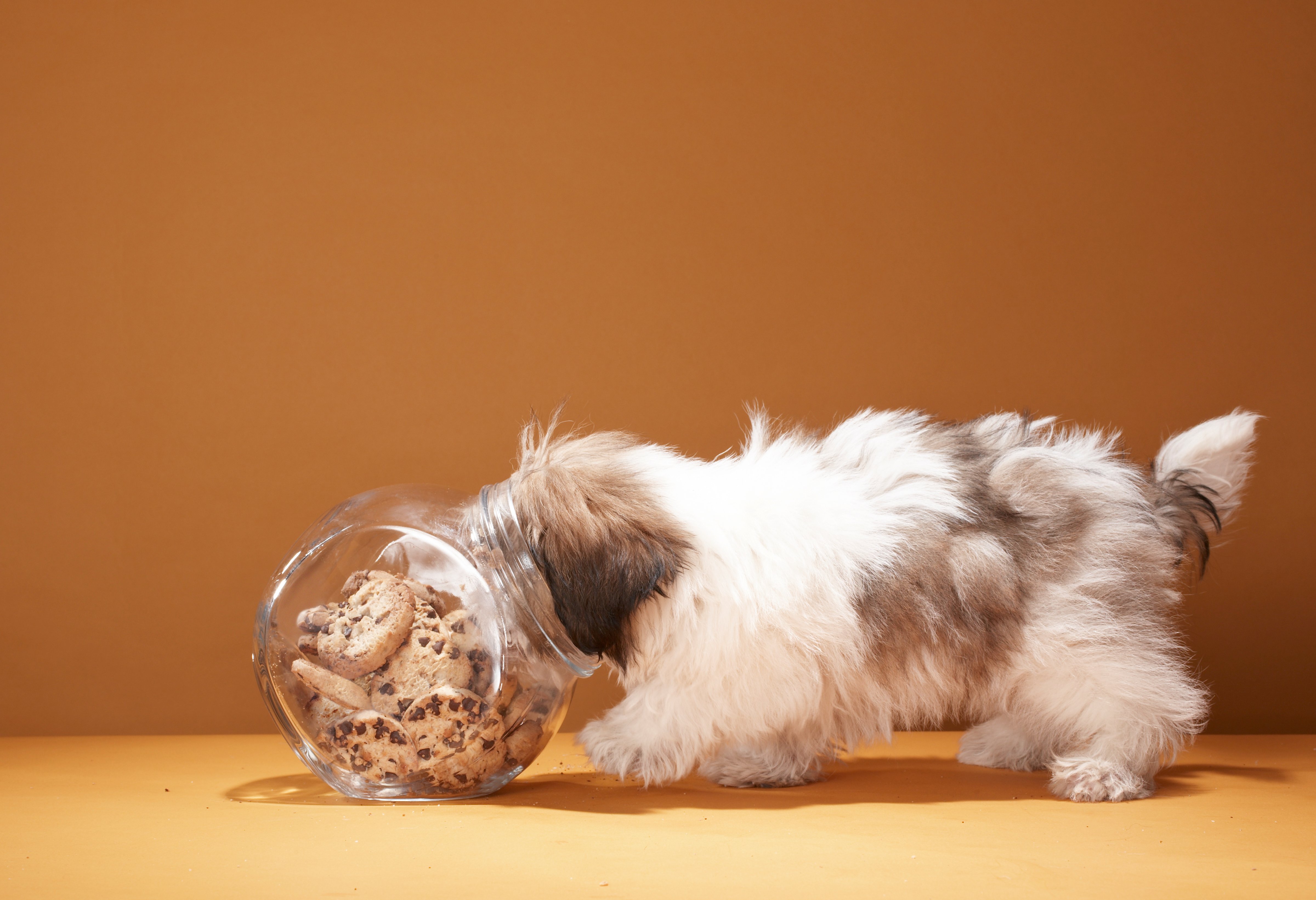 puppy-head-in-cookie-jar