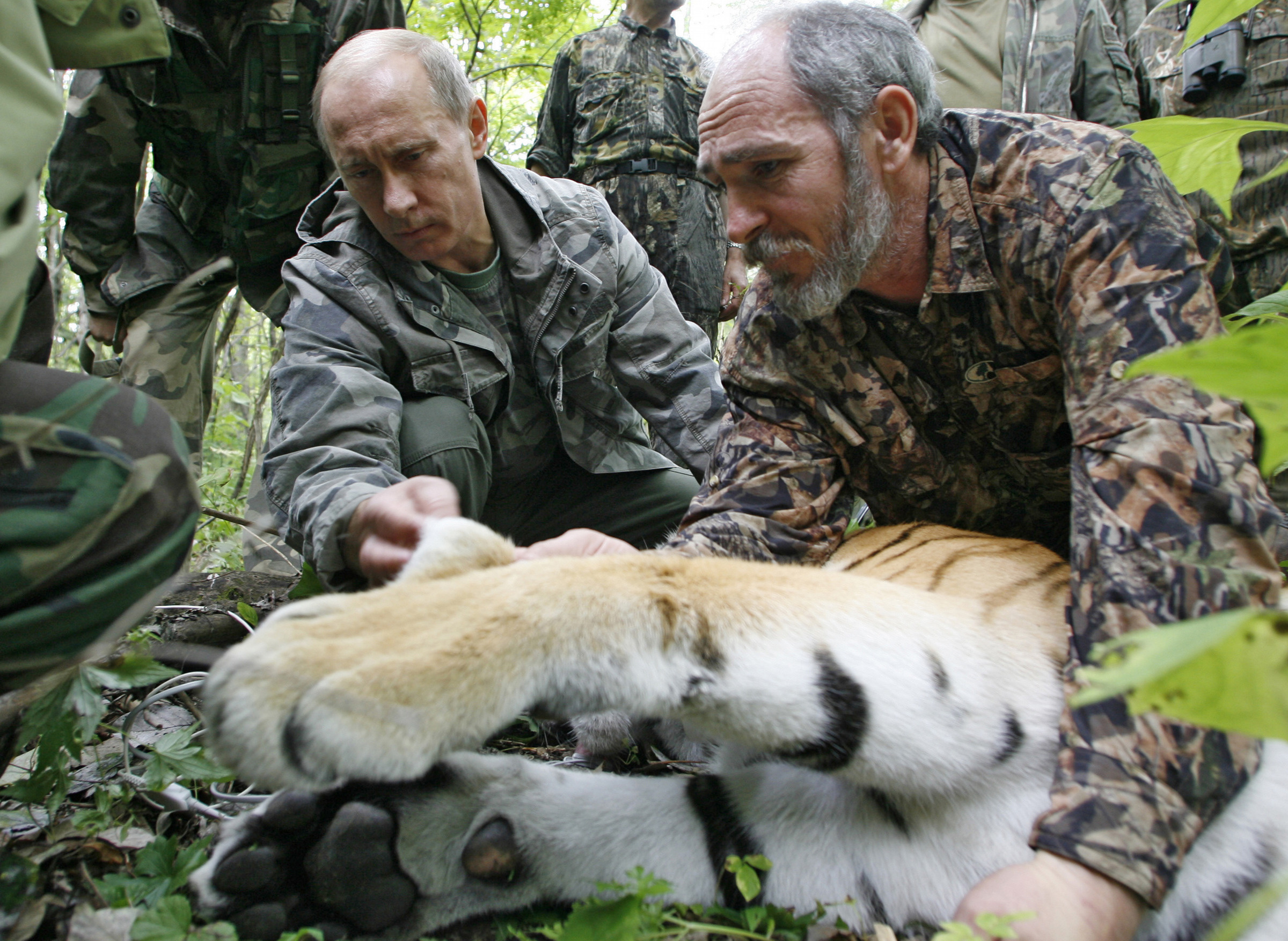 Prime Minister Vladimir Putin, left, looks at the tranquilized five-year-old Ussuri tiger as researchers put a collar with a satellite tracker on the animal in a Russian Academy of Sciences reserve in Russia's Far East on Aug. 31, 2008.