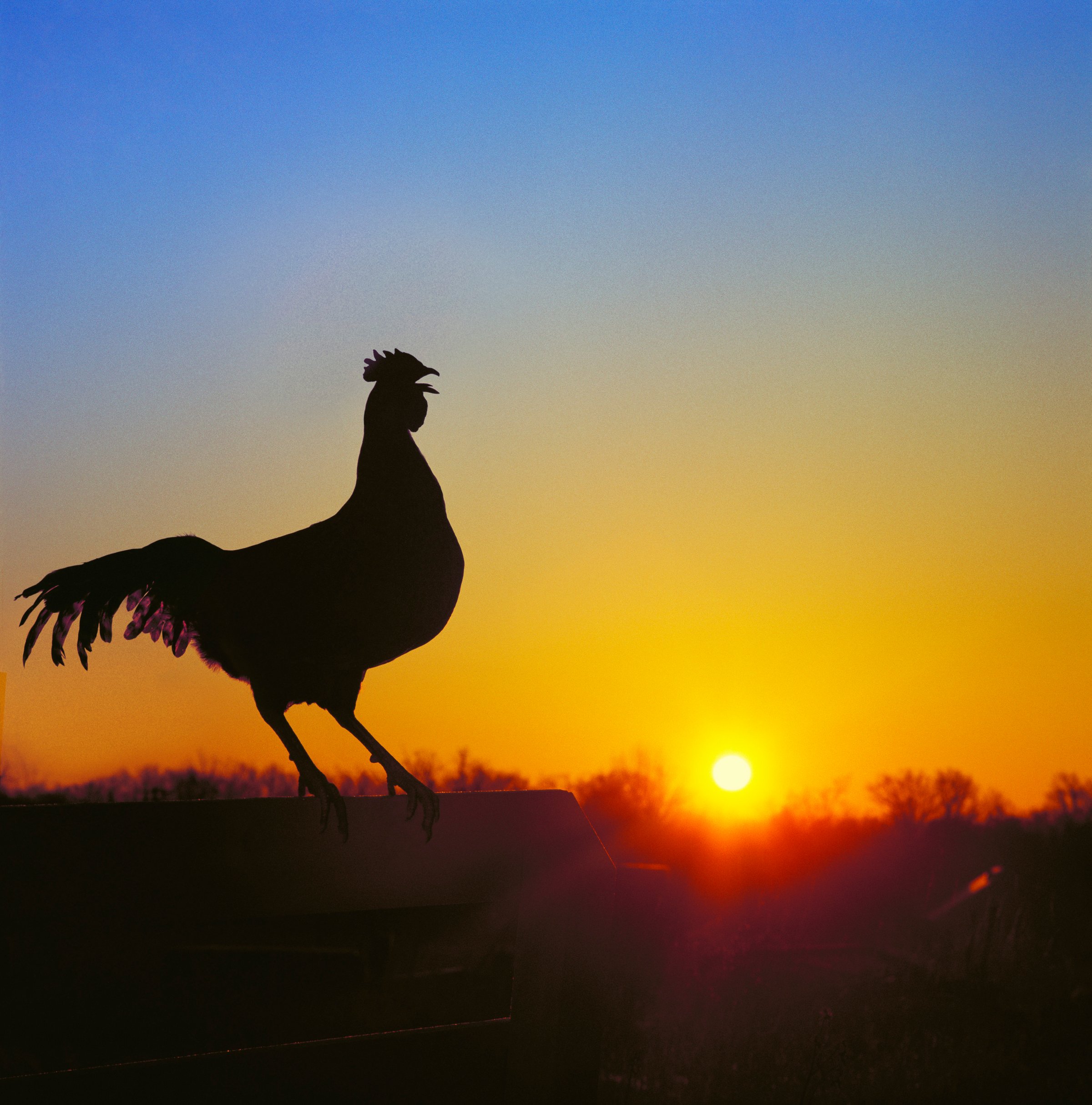 Rooster on fence at dawn, crowing