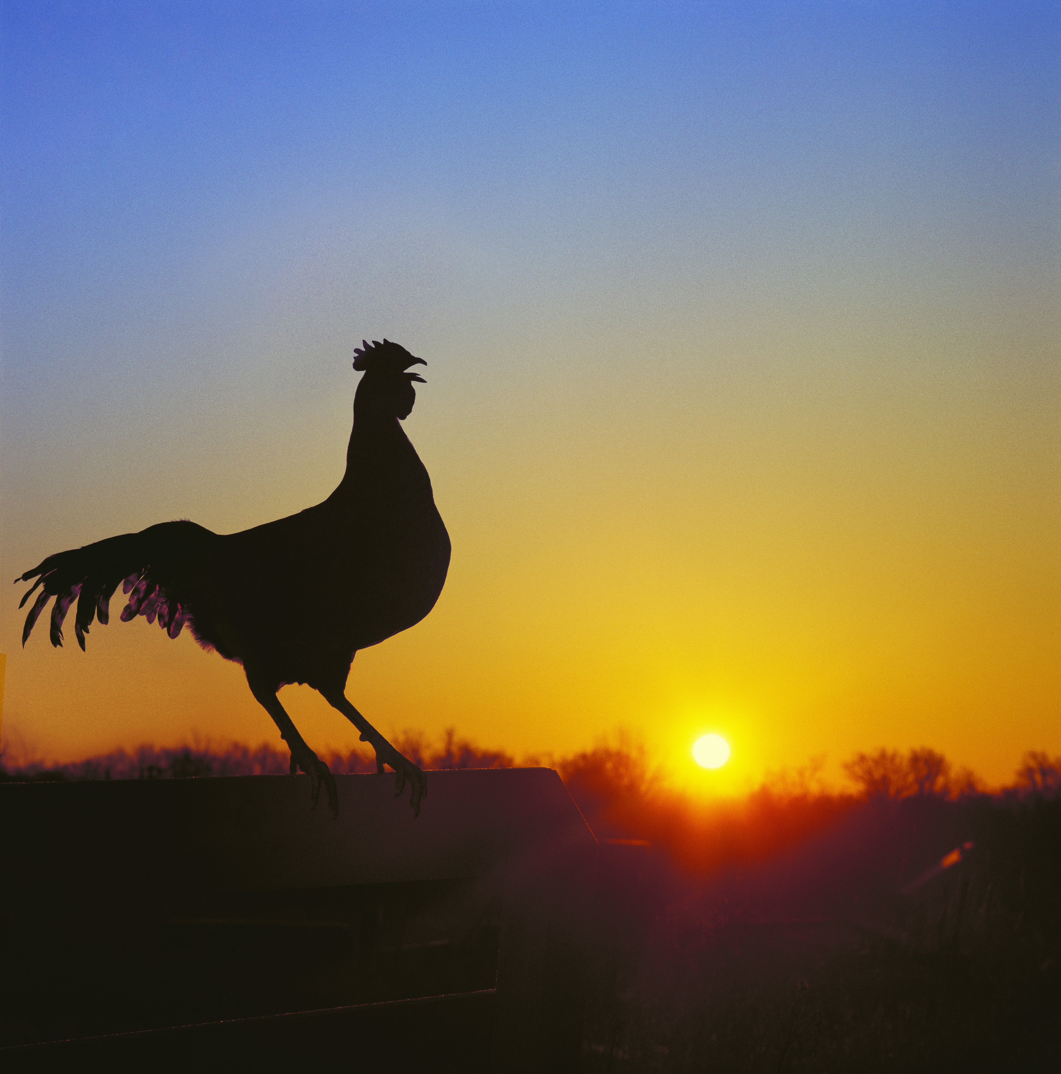 Rooster on fence at dawn, crowing