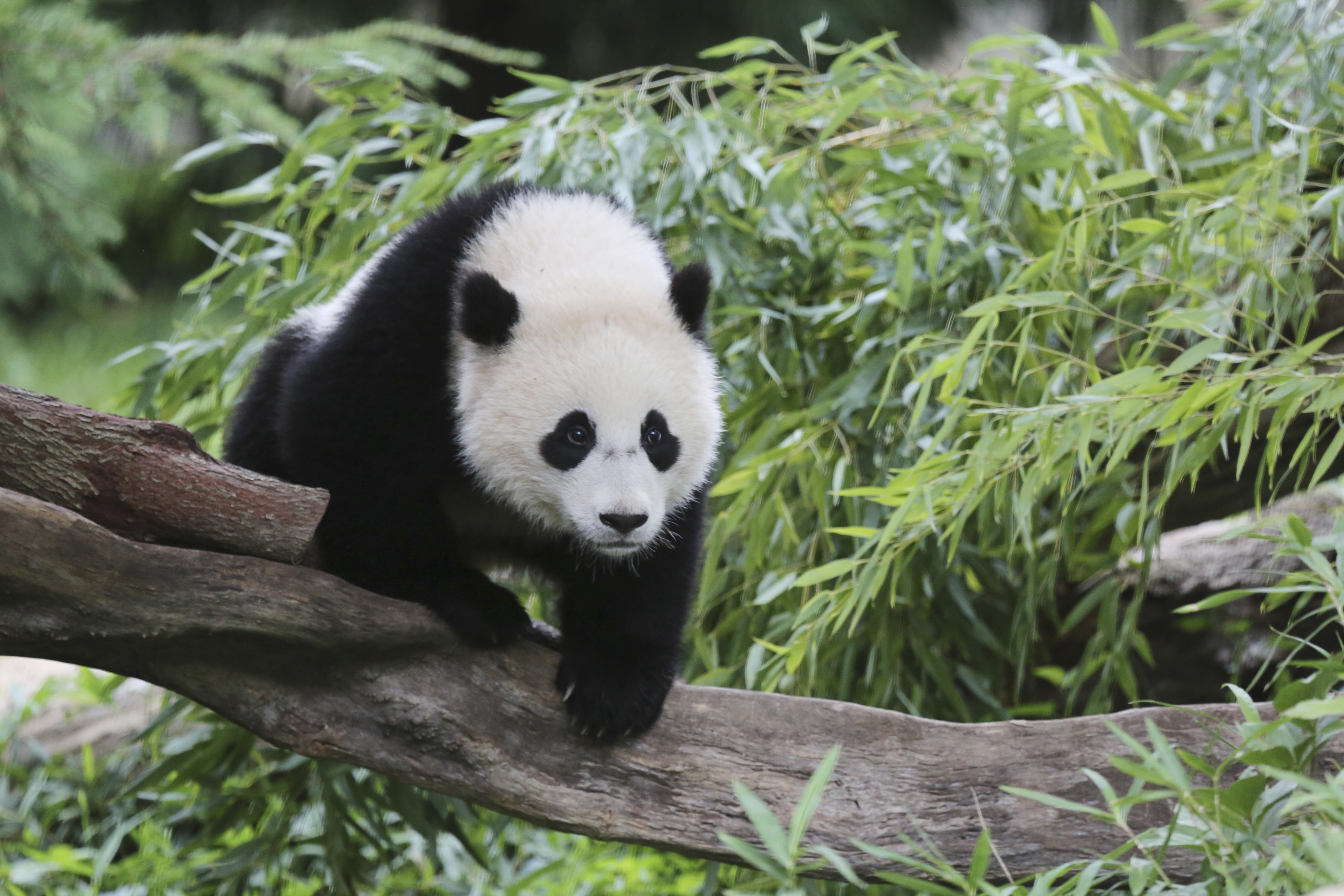 Bao Bao, a 44-pound female panda bear cub, is seen in the panda exhibit at the Smithsonian's National Zoo in Washington August 23, 2014. (Reuters)
