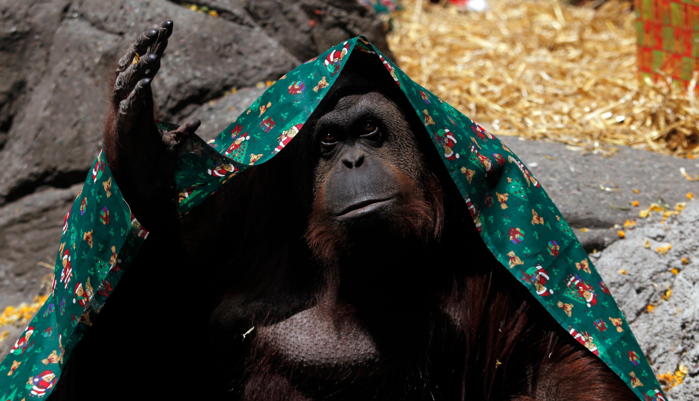 An orangutan named Sandra, covered with a blanket, gestures inside its cage at Buenos Aires' Zoo