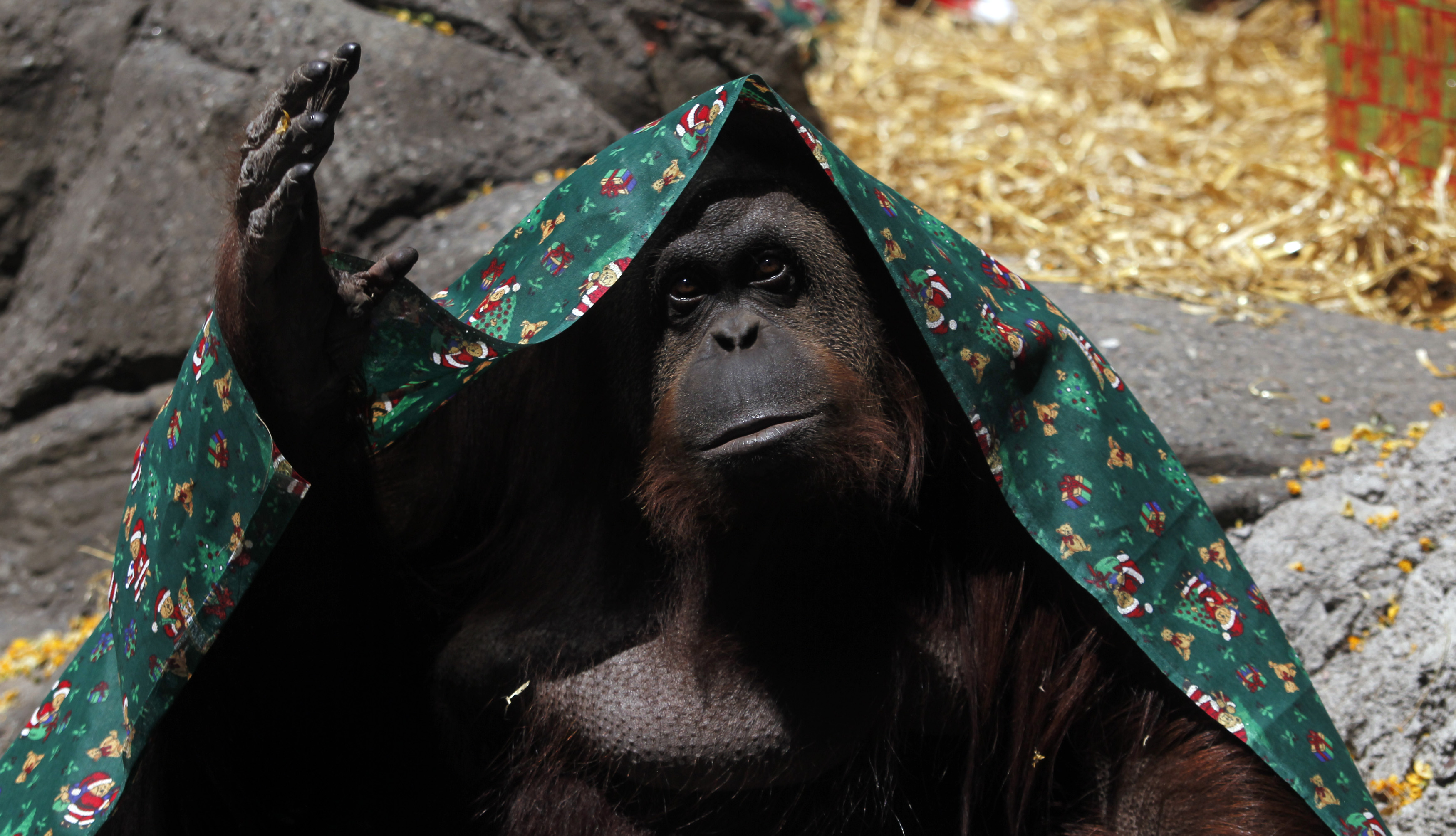 An orangutan named Sandra, covered with a blanket, gestures inside its cage at Buenos Aires' Zoo, December 8, 2010. (Marcos Brindicci—Reuters)