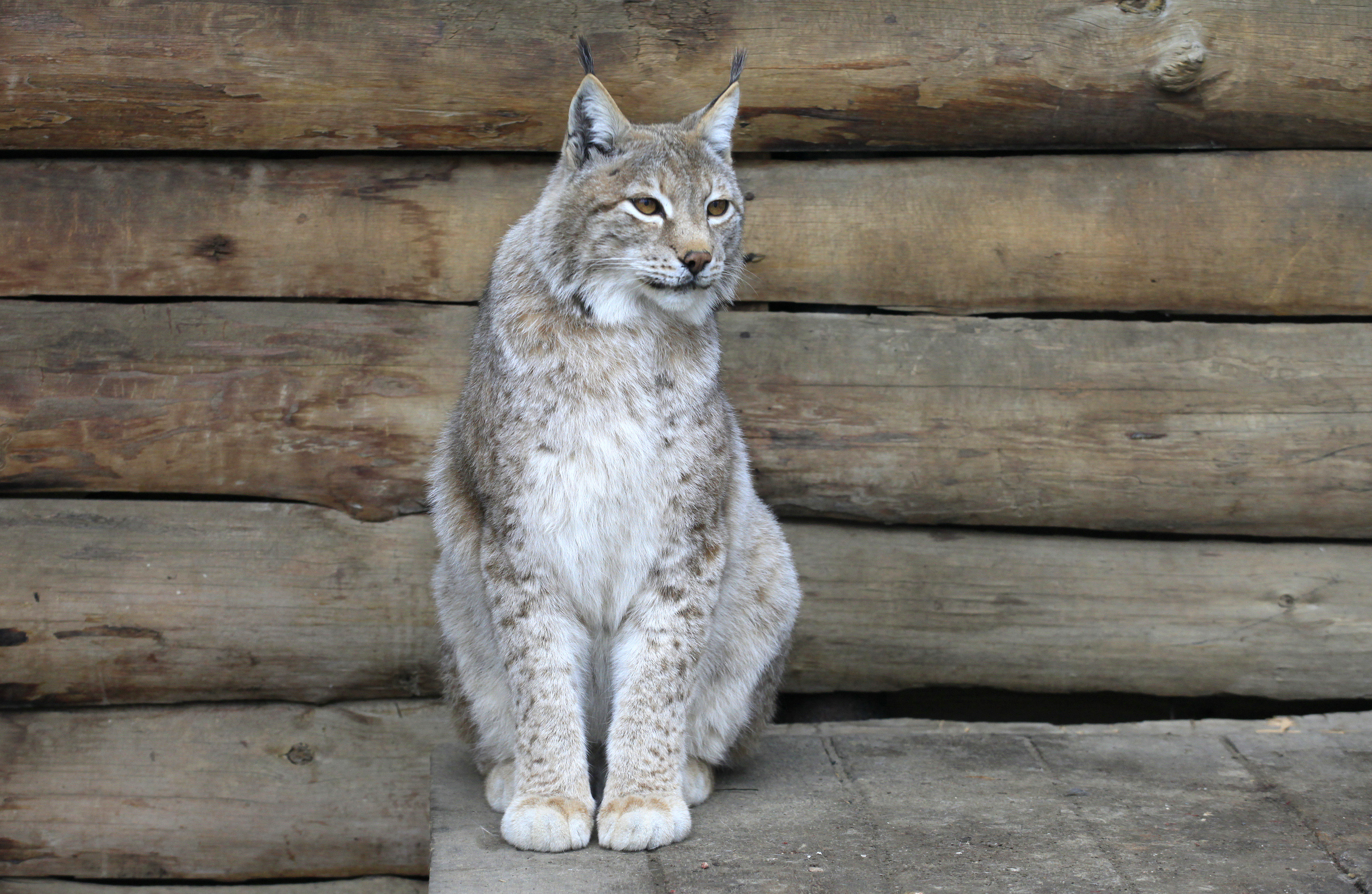 A Siberian lynx sits inside an open-air cage at the Royev Ruchey zoo on the suburbs of Russia's Siberian city of Krasnoyarsk, May 18, 2013 (Ilya Naymushin—Reuters)