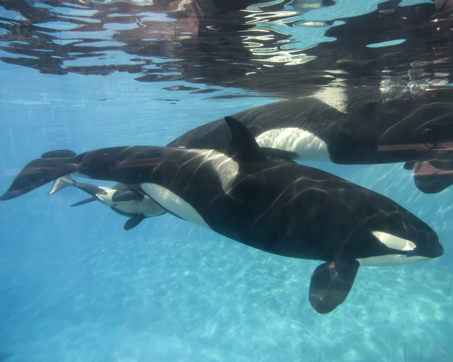 A baby killer whale calf nurses from its mother at SeaWorld San Diego's Shamu Stadium on Dec. 4, 2014 in San Diego (Getty Images)