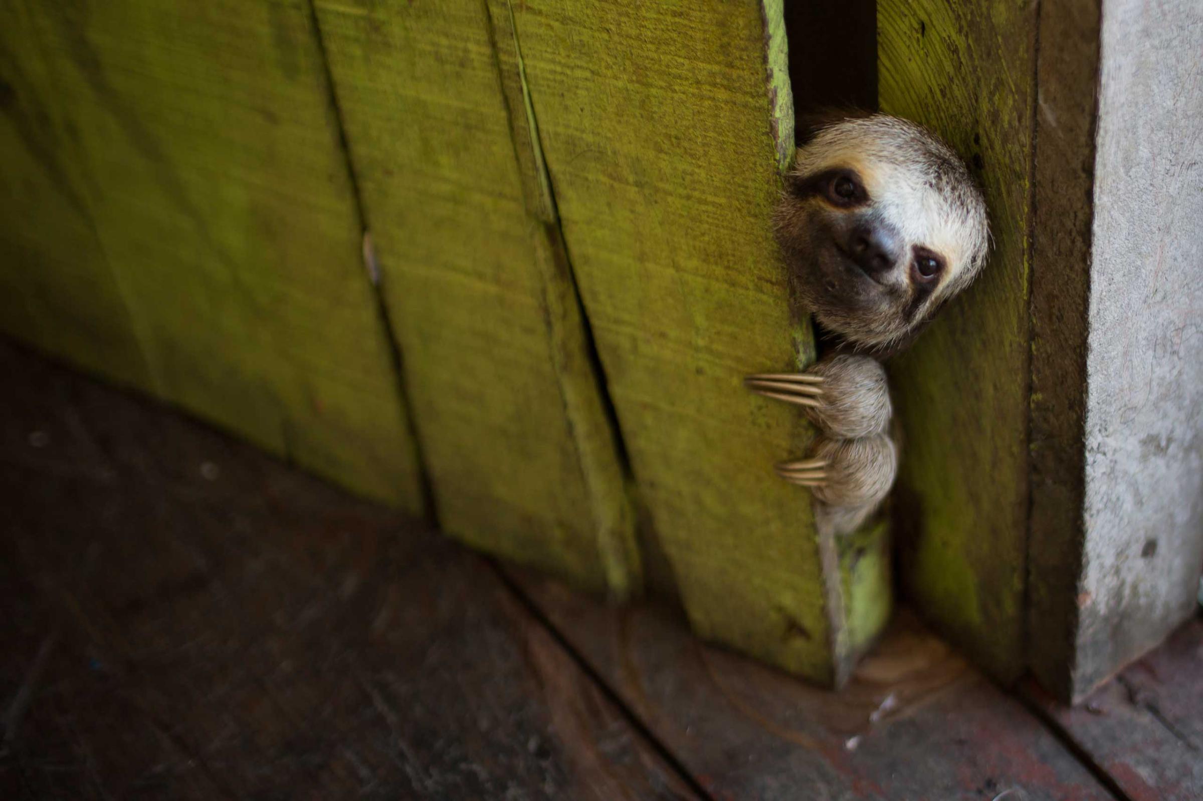 A baby sloth peeks out from behind a door on a floating house near Manaus, Brazil, May 20, 2014.