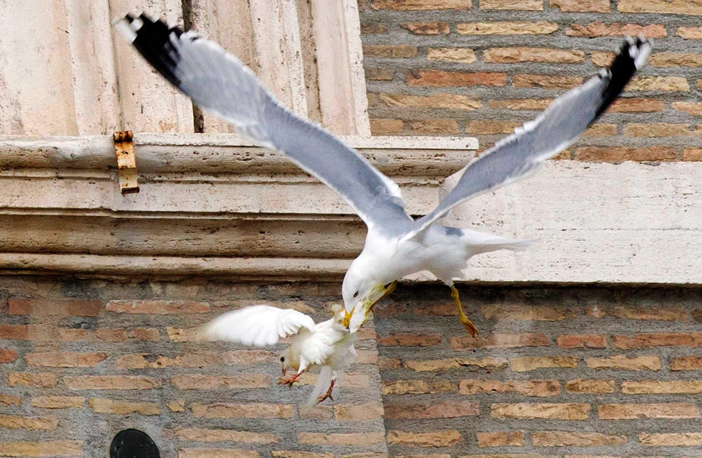 A dove released during an Angelus prayer conducted by Pope Francis, is attacked by a seagull in Saint Peter's square at the Vatican January 26, 2014.