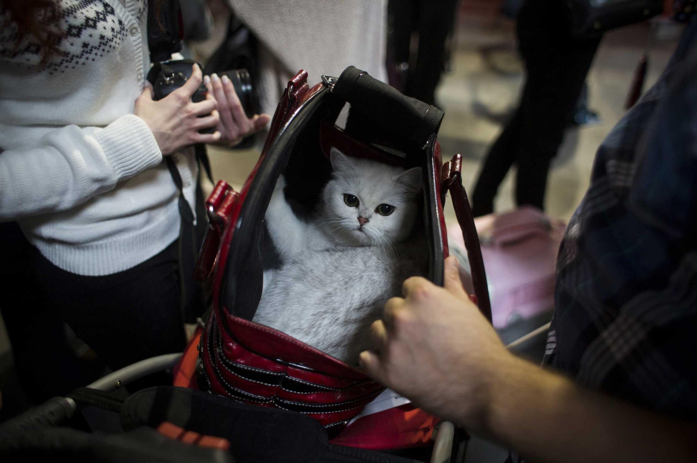 A cat is placed in a transport bag during the World Cat Show in Prague, Oct. 25, 2014.