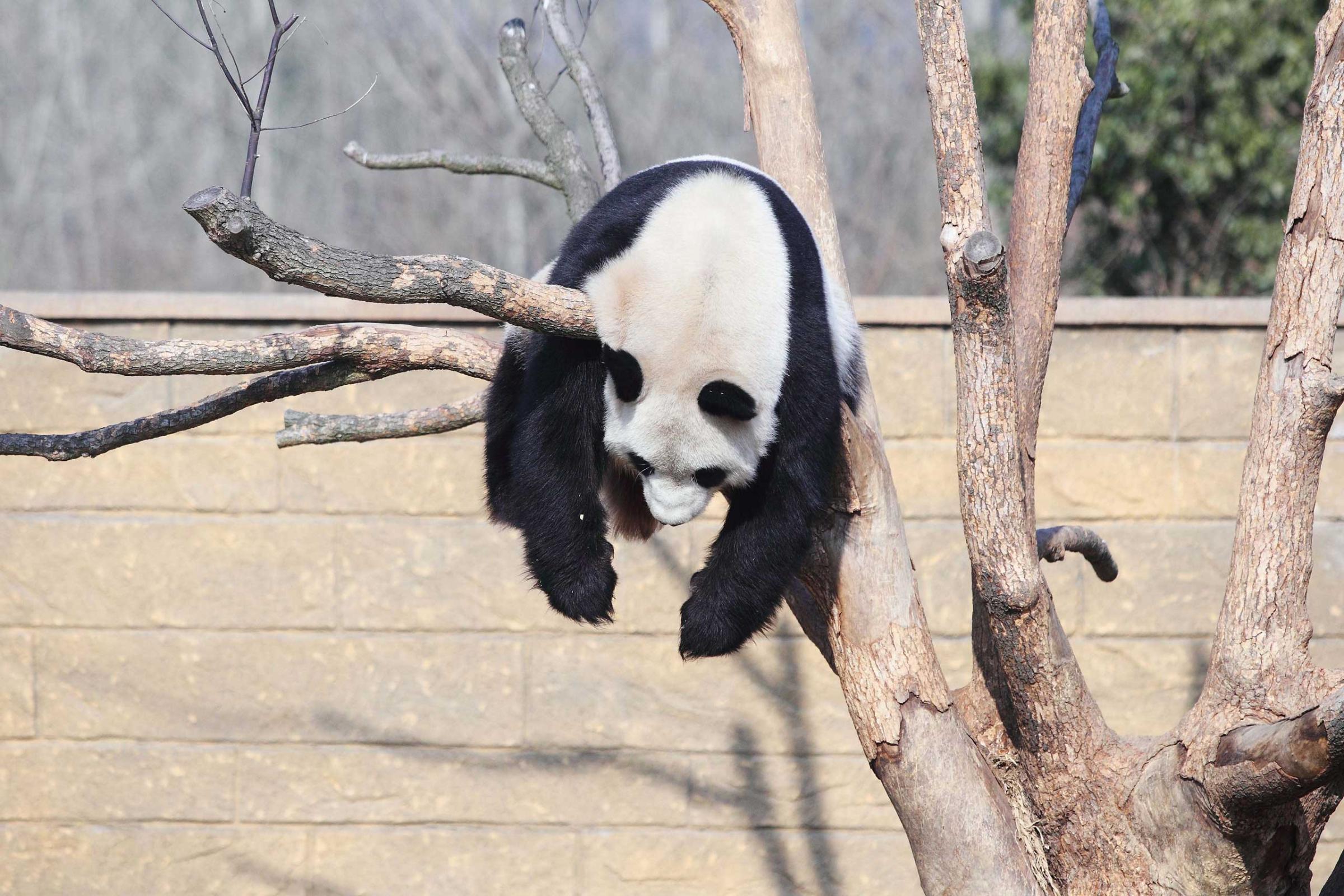 A panda named Li Li plays on a tree in the sunshine in a zoo in Hangzhou in Zhejiang province, China, Jan. 01, 2014.