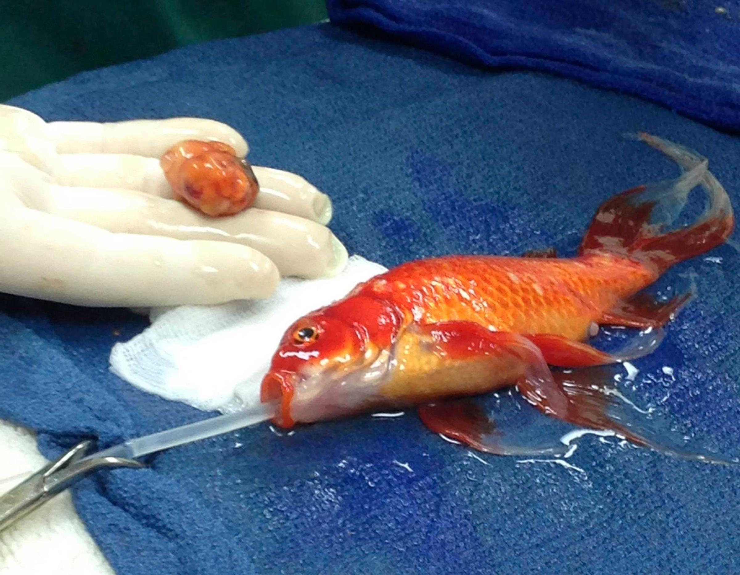 In this photo provided to Reuters by the Lort Smith Animal Hospital in Melbourne, a 10-year-old pet goldfish is prepared for the removal of a life-threatening head tumor, Sept. 11, 2014.