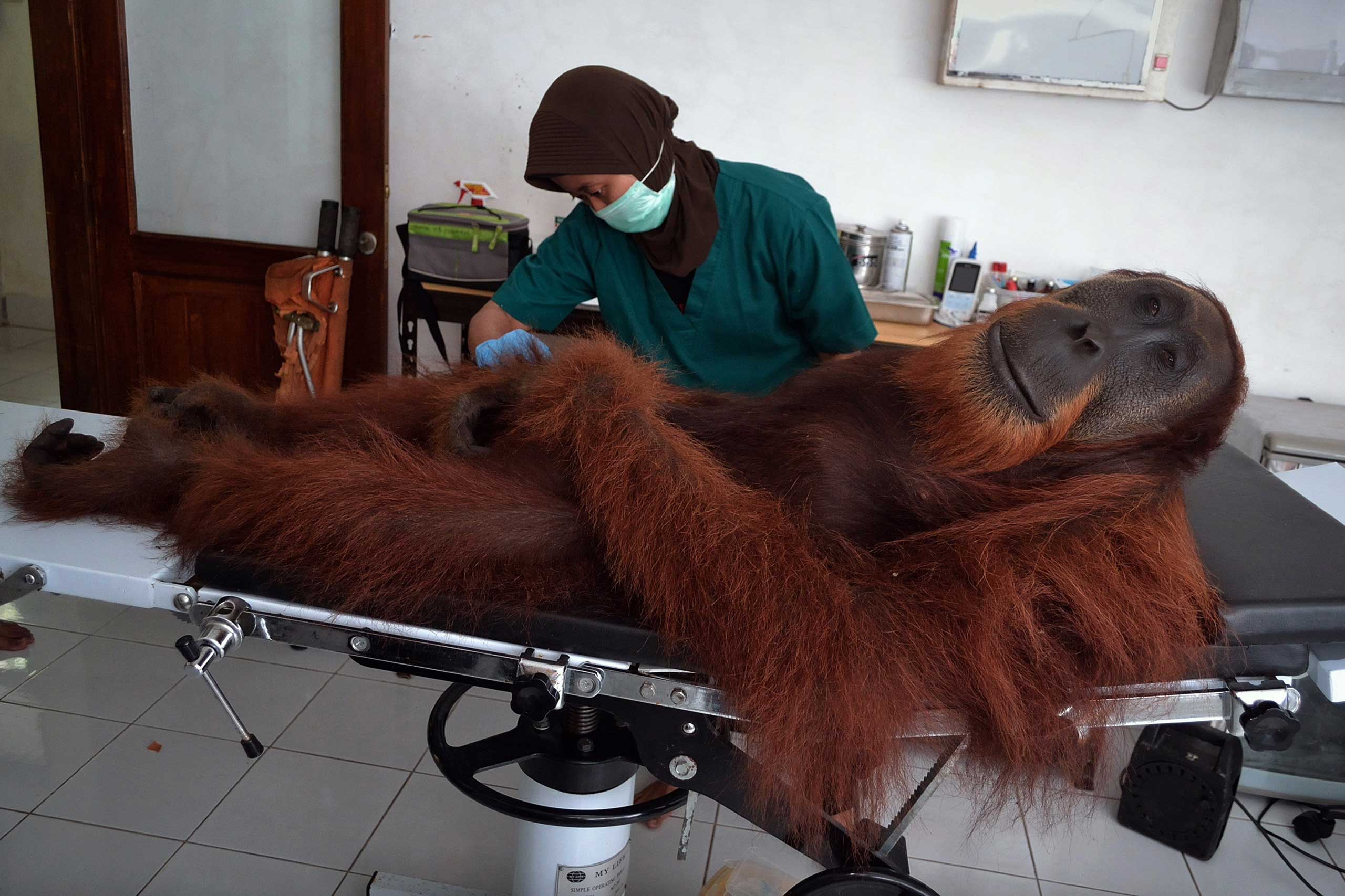 A veterinary staff member at an orangutan conservation center conducts medical examinations on an  orangutan found with air gun metal pellets embedded in his body in Sibolangit district, northern Sumatra, Indonesia, April 16, 2014.