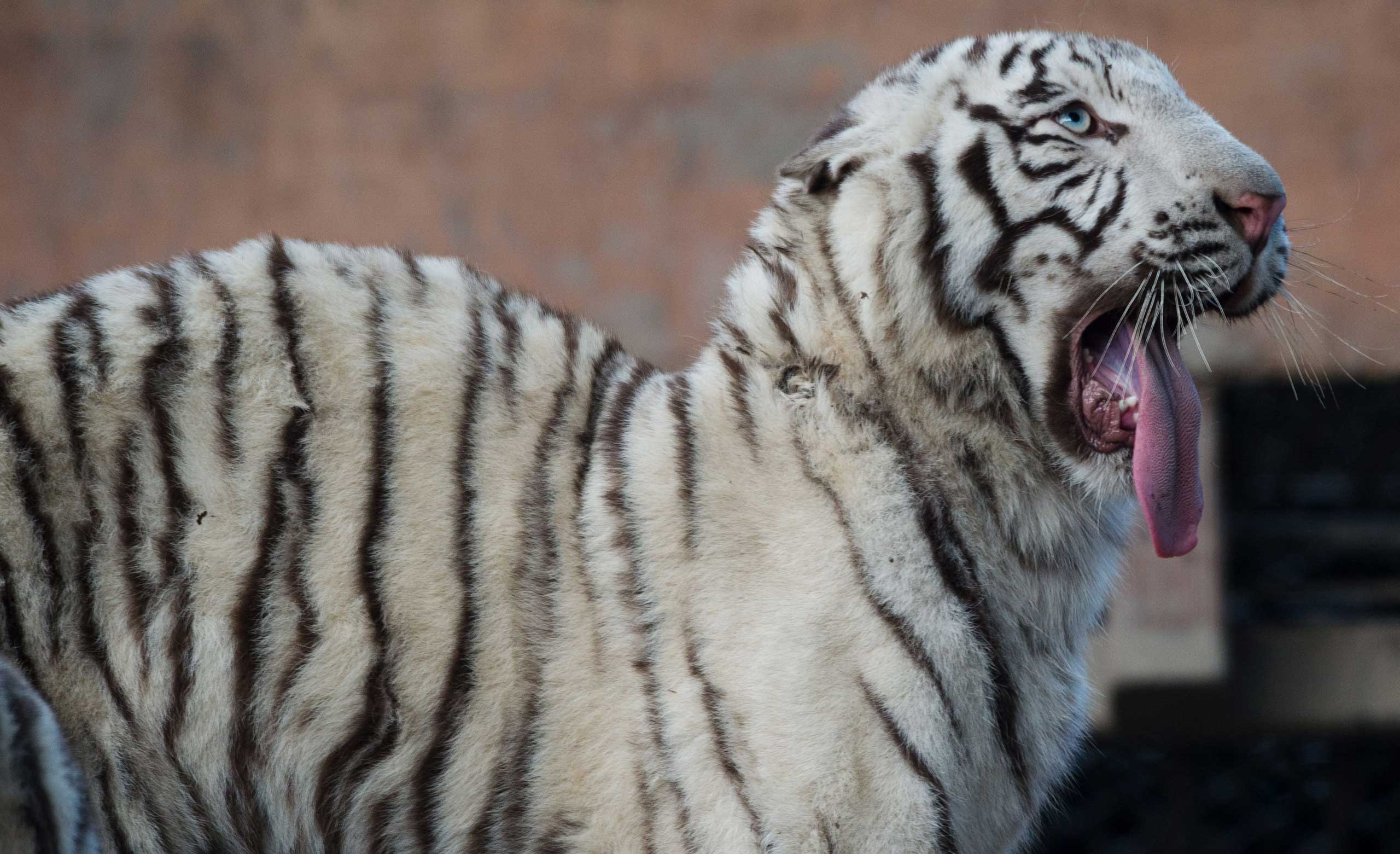 A Bengal Tiger yawns in its enclosure in Shanghai Zoo, Shanghai, Nov. 18, 2014.