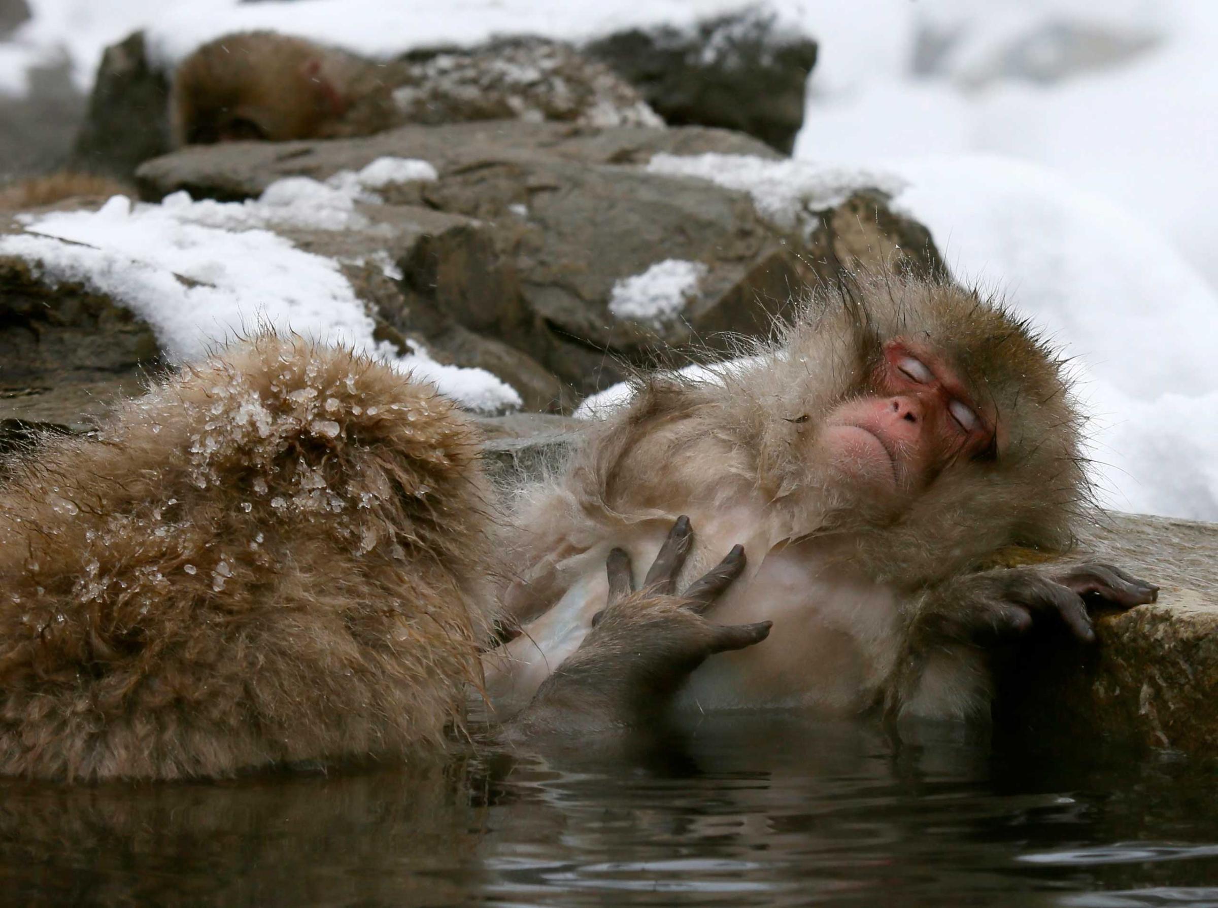 Japanese Macaque monkeys soak in the warmth of mountain hotsprings at Jigokudani Monkey Park, Yamanouchi, Japan, Jan. 19, 2014.