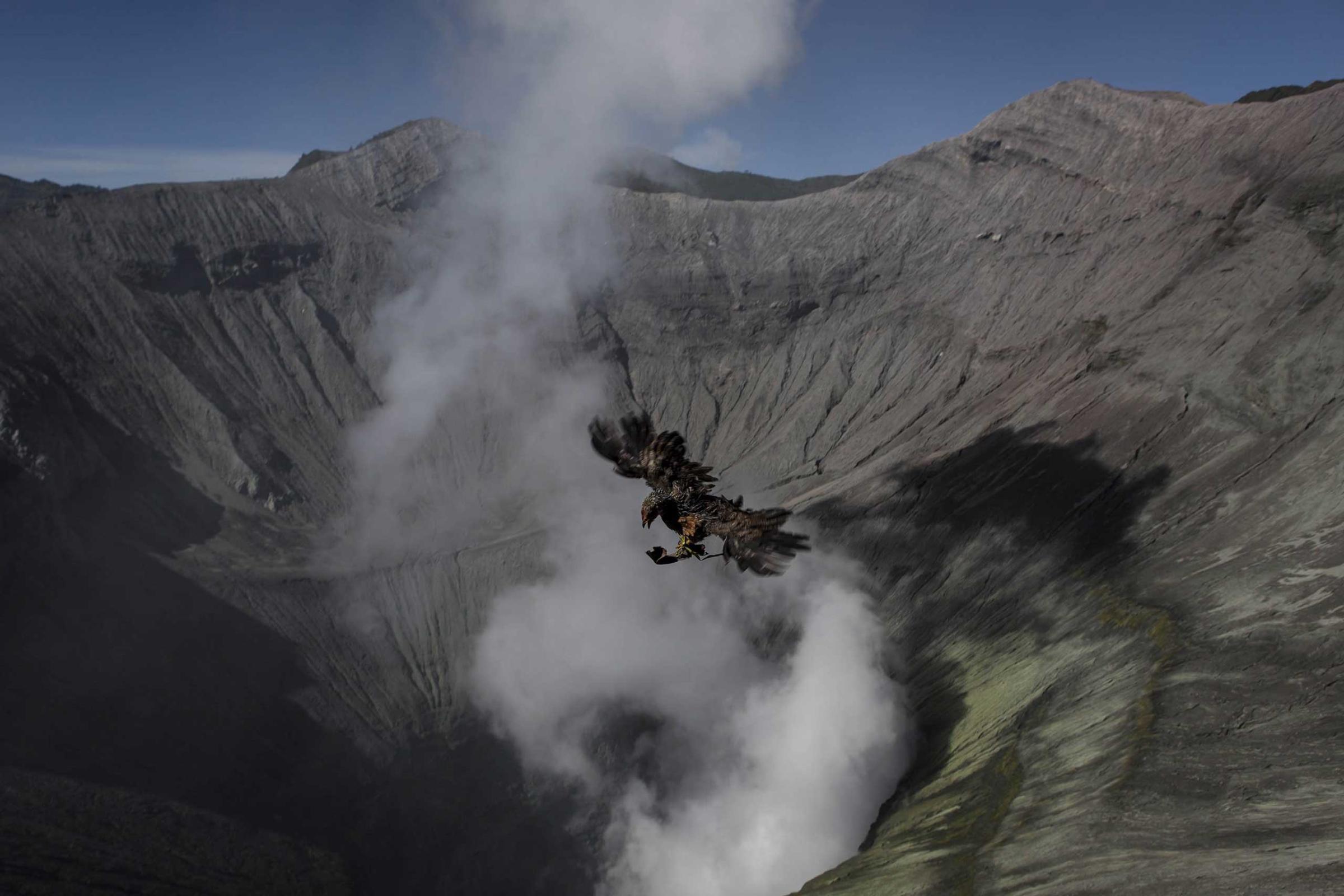 A bird flies over the crater of mount Bromo after it was thrown by Hindu worshippers during the Yadnya Kasada Festival Aug. 12, 2014.