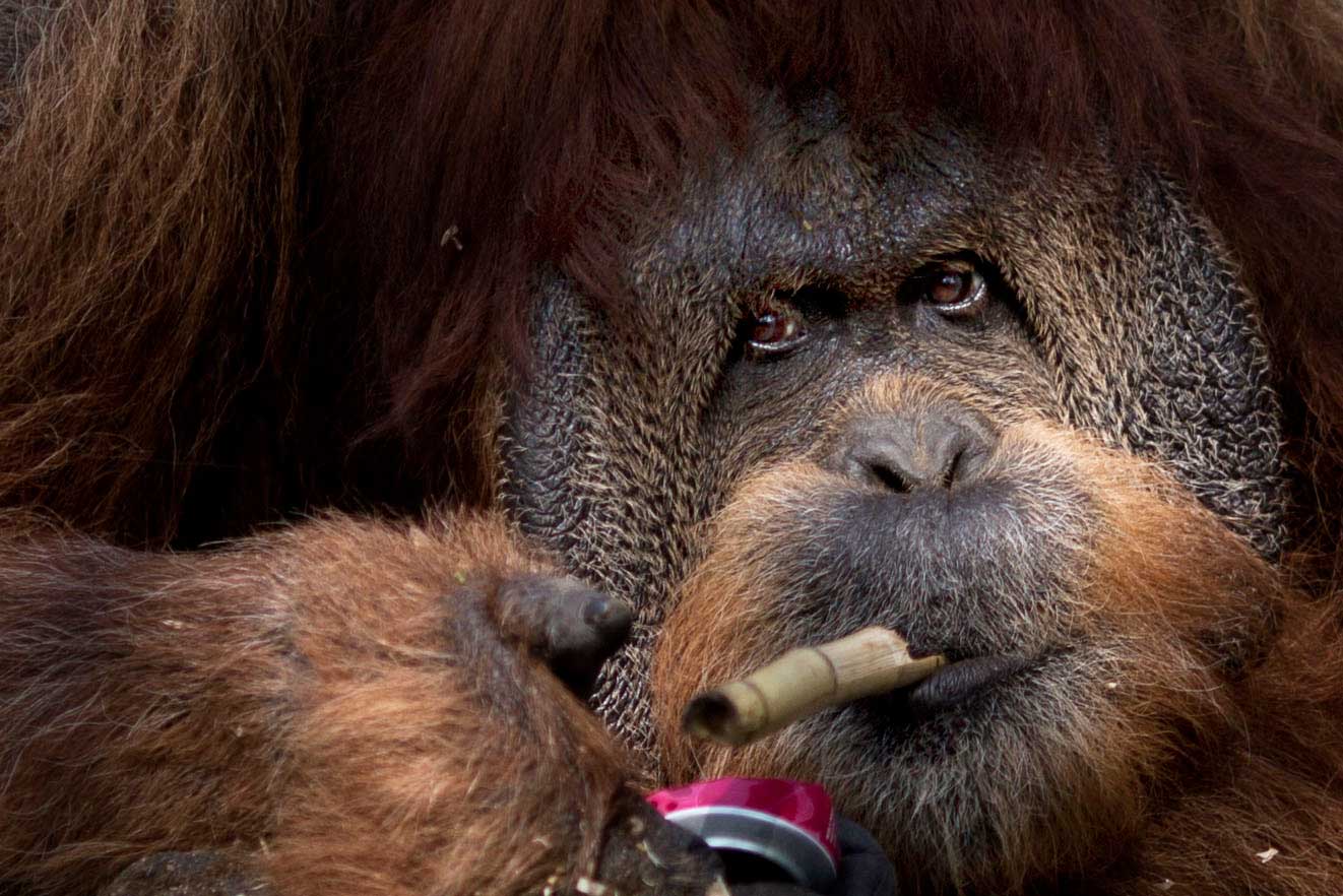 Mushon, 45, a Sumatran Orangoutang plays with a piece of bamboo and a tin can in the Tel Aviv Ramt Gan Zoological Center near Tel Aviv, Israel, March 23, 2014.