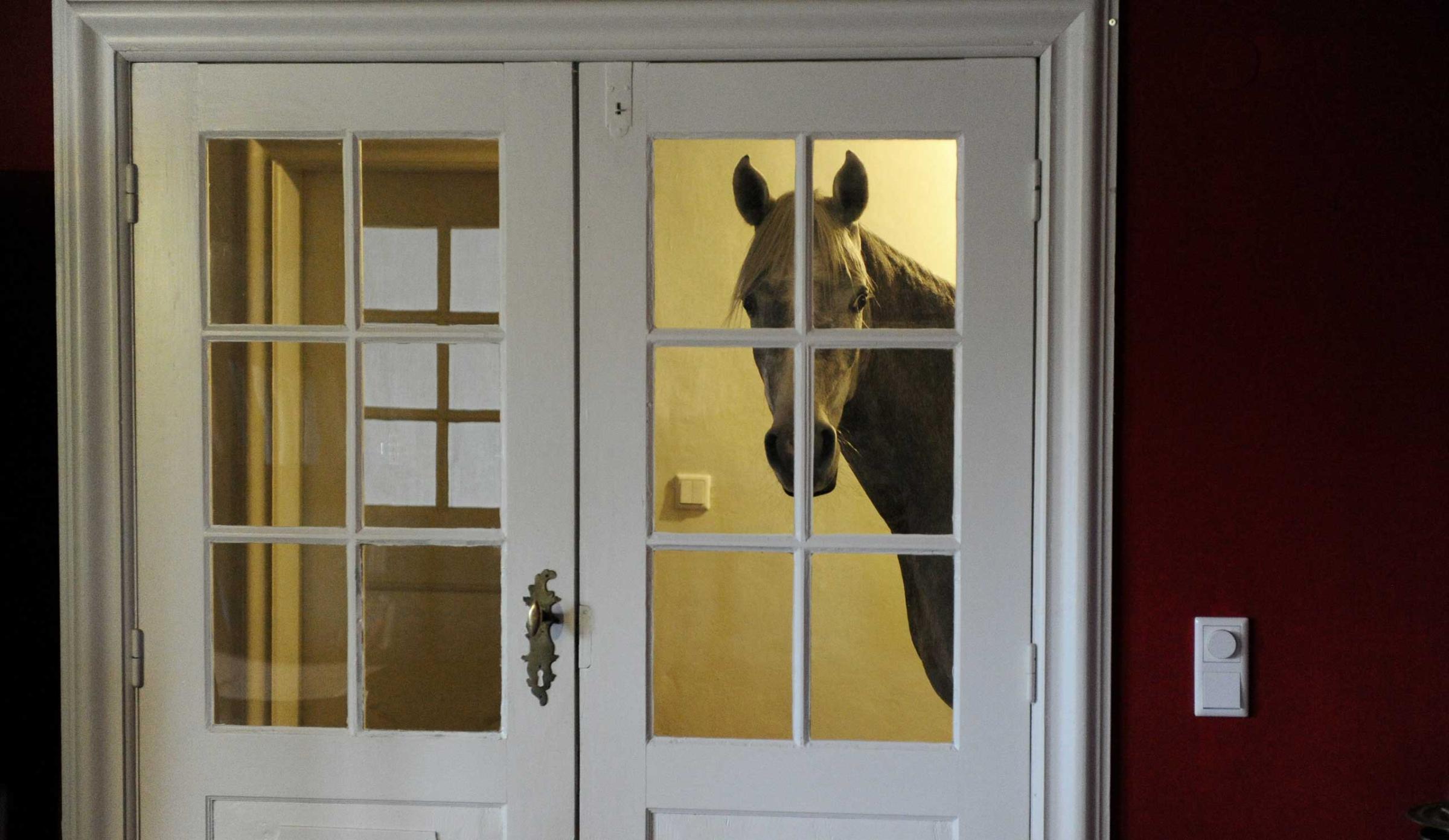 An Arabian horse stands in front of a living room door. After a powerful storm swept through northern Germany in December, Stephanie Arndt brought the horse, named Nasar, inside and he now regularly stays in the house, Holt, Germany, Feb. 10, 2014.