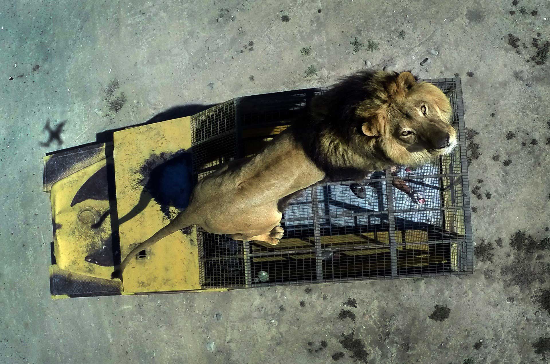 Top view of a lion on the cage of a vehicle at the Safari Lion Zoo in Rancagua, Chile, Oct. 30, 2014.