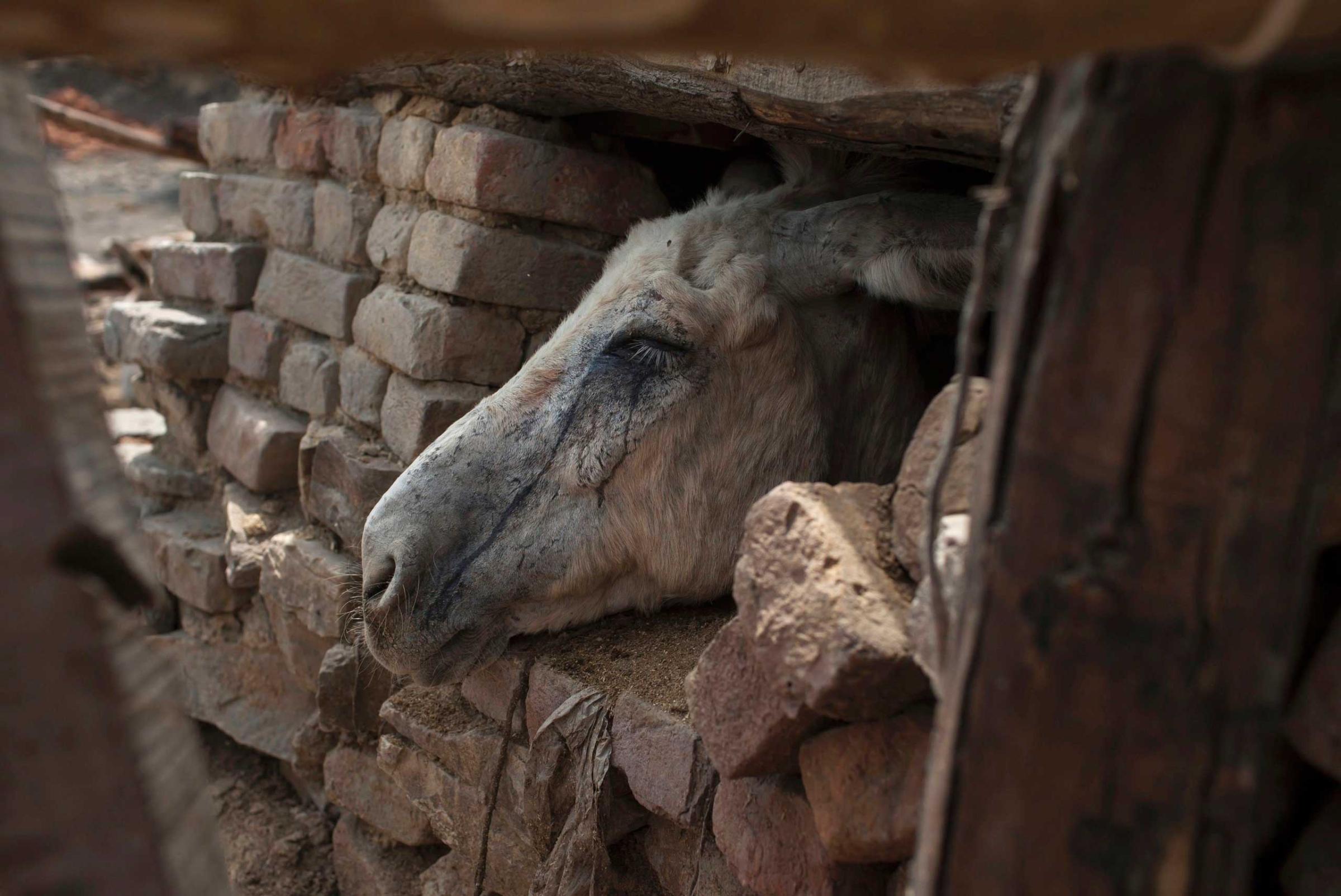 A donkey looks out of its shelter at a coal mine in Choa Saidan Shah in Punjab Province, Pakistan, May 5, 2014.