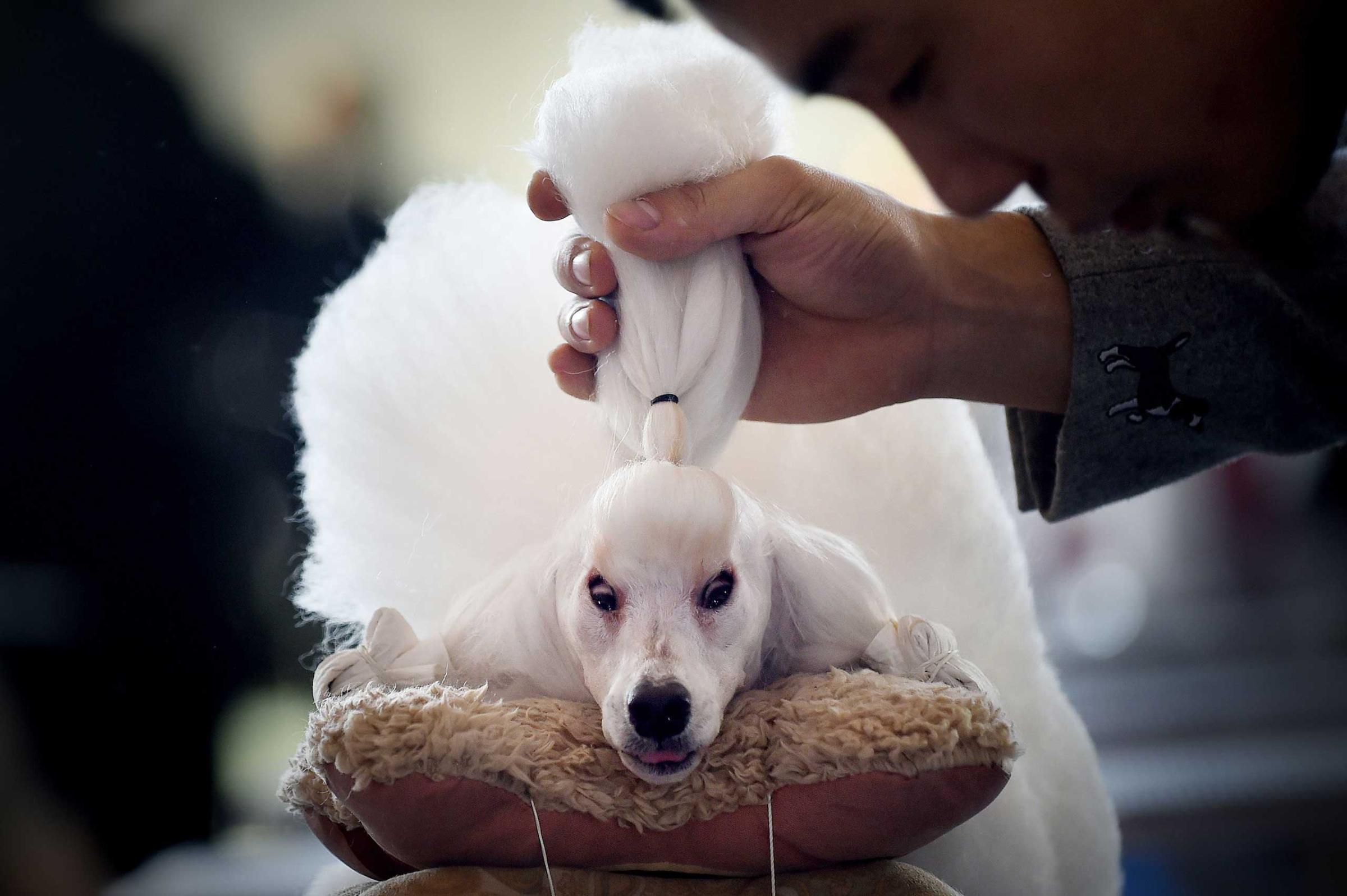 A man grooms his mini poodle after competition at the 2014 China International Pet Show in Beijing, Nov. 17, 2014.