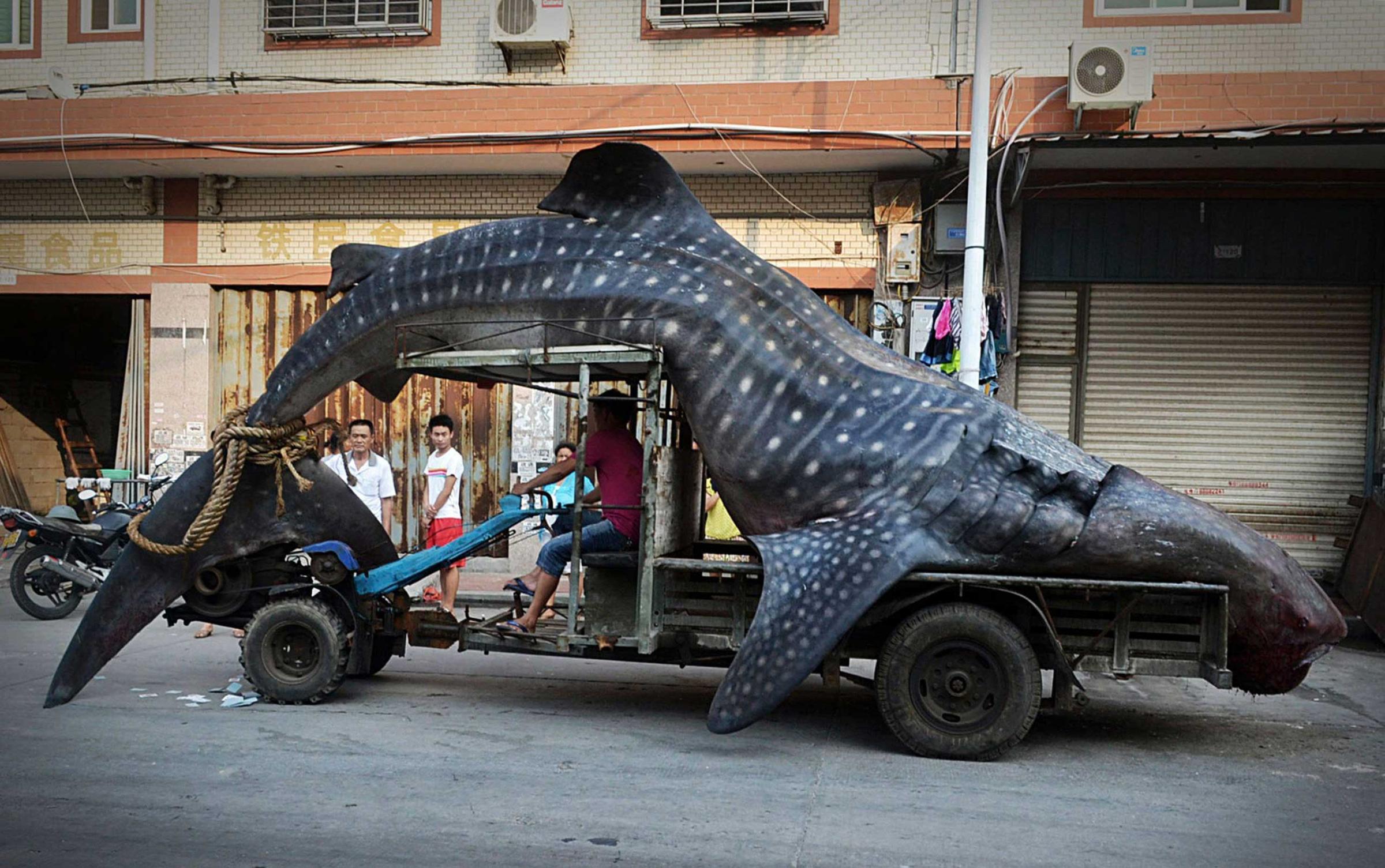 A fisherman transports a dead whale shark after it was caught in fishermen's net, in Yangzhi county, Fujian province Aug. 1, 2014.