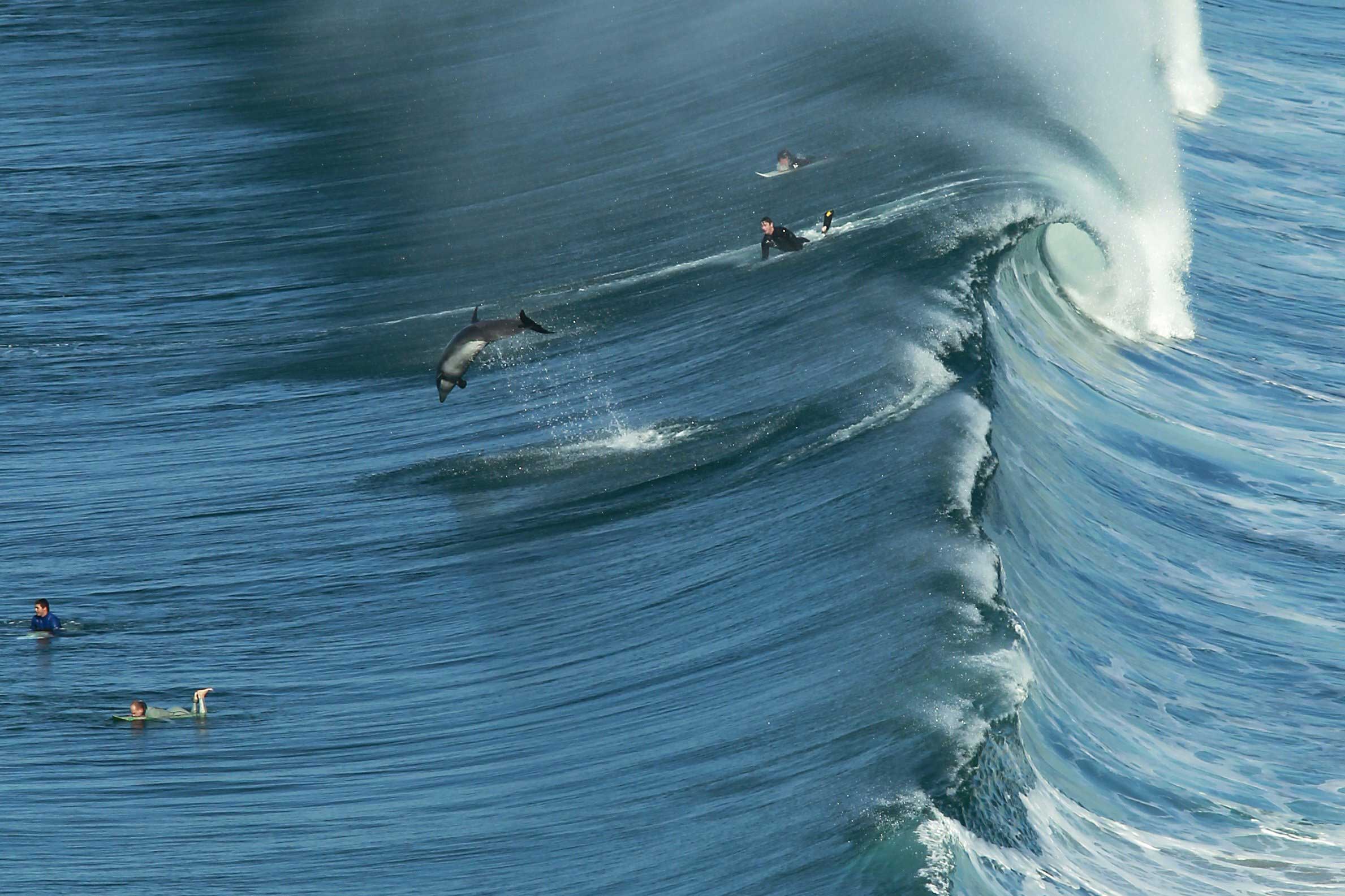 A dolphin jumps as a large wave starts to roll, San Diego, Calif., Jan. 20, 2014.