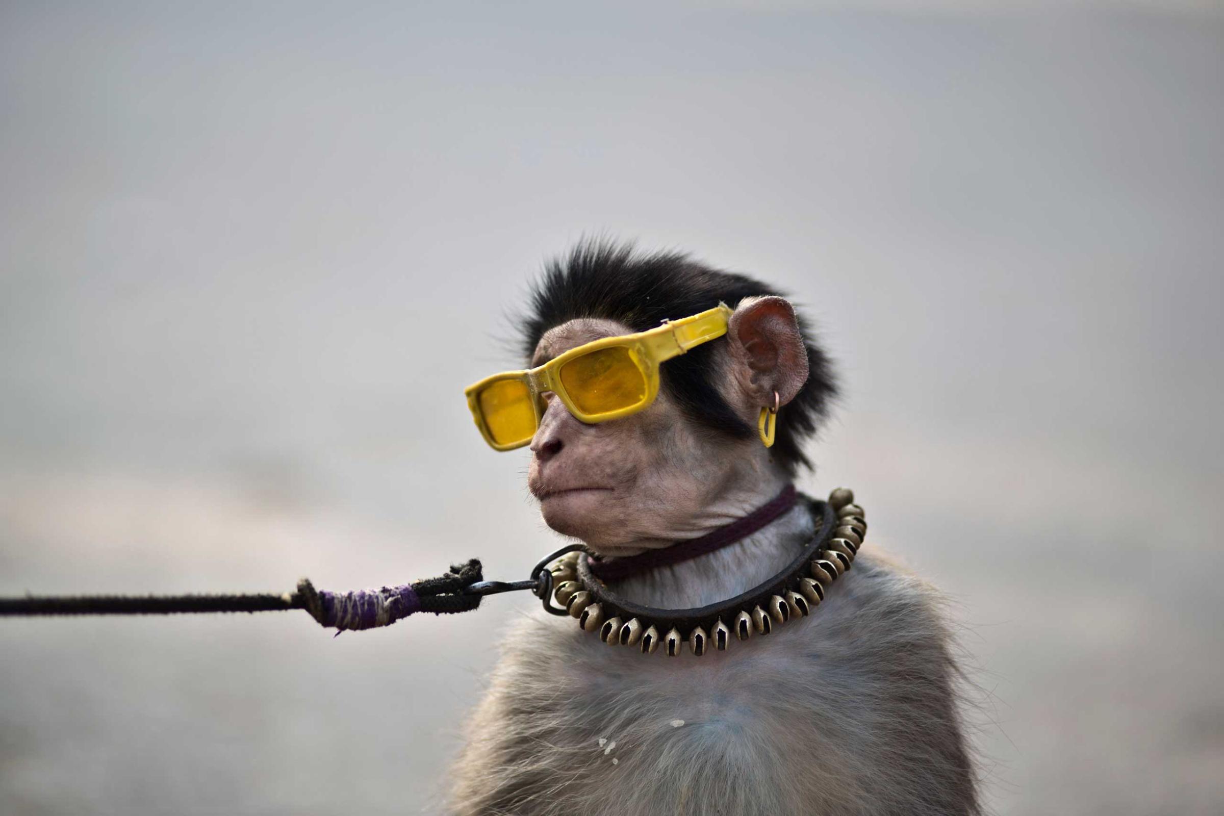 An eight-months-old trained monkey sits on a can next to his owner, holding the leash as they wait for customers to perform to in a park in Islamabad, Pakistan, Jan. 31, 2014.