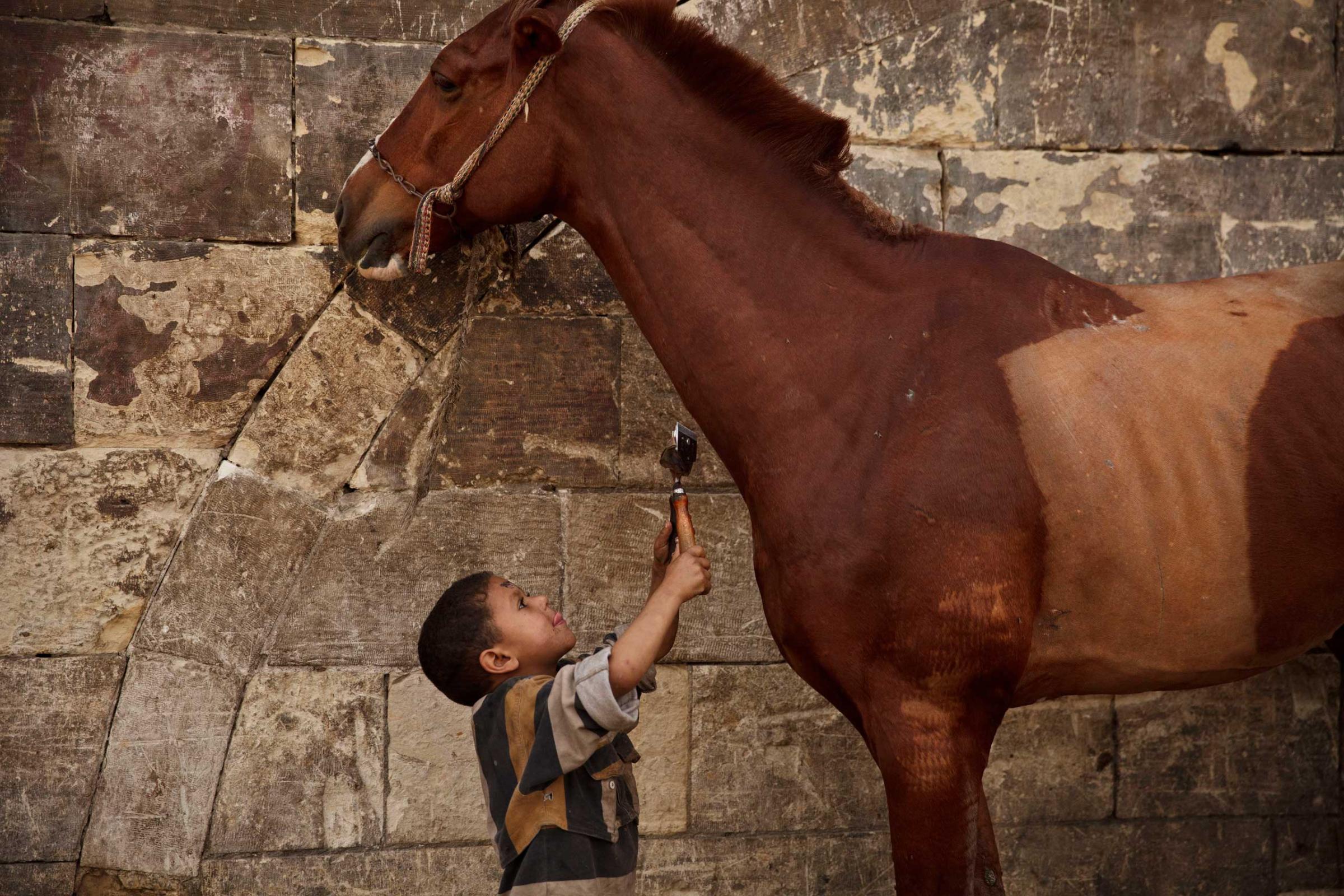 Mustafa Mohamed, 5, reaches to trim a horse at his father's makeshift animal barber shop in Cairo, March 8, 2014.