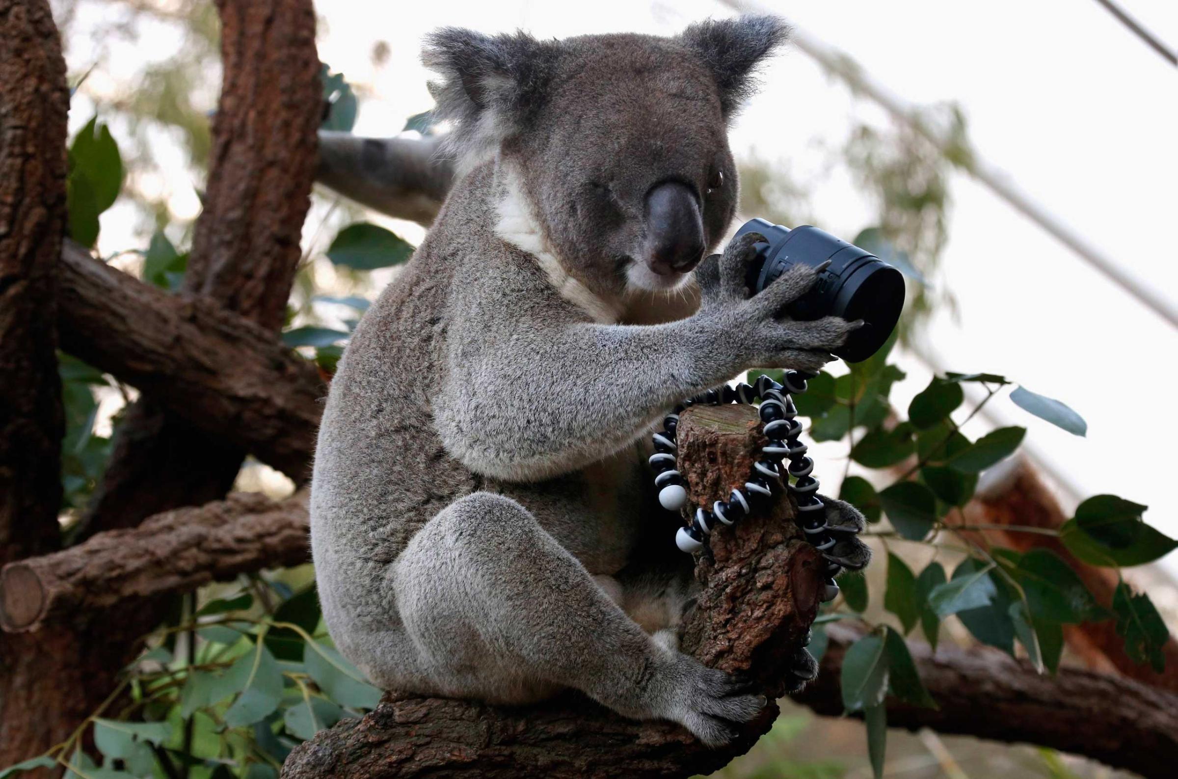 An Australian Koala, born with a damaged eye, sits atop a branch in its enclosure at Sydney Zoo, Sydney, April 3, 2014.