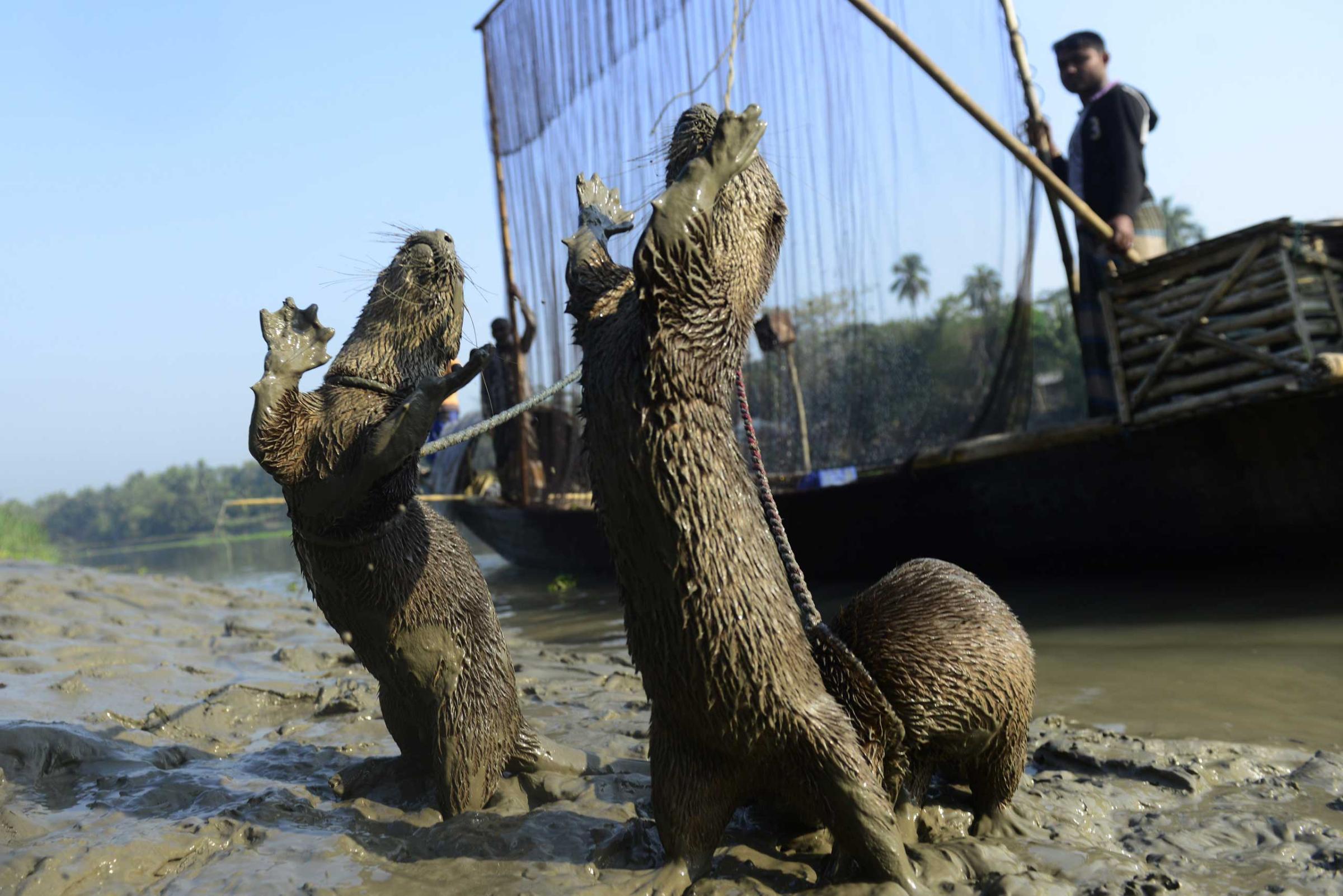 Fisherman feed their otters as they catch fish in Narail, Bangladesh, March 11, 2014.
