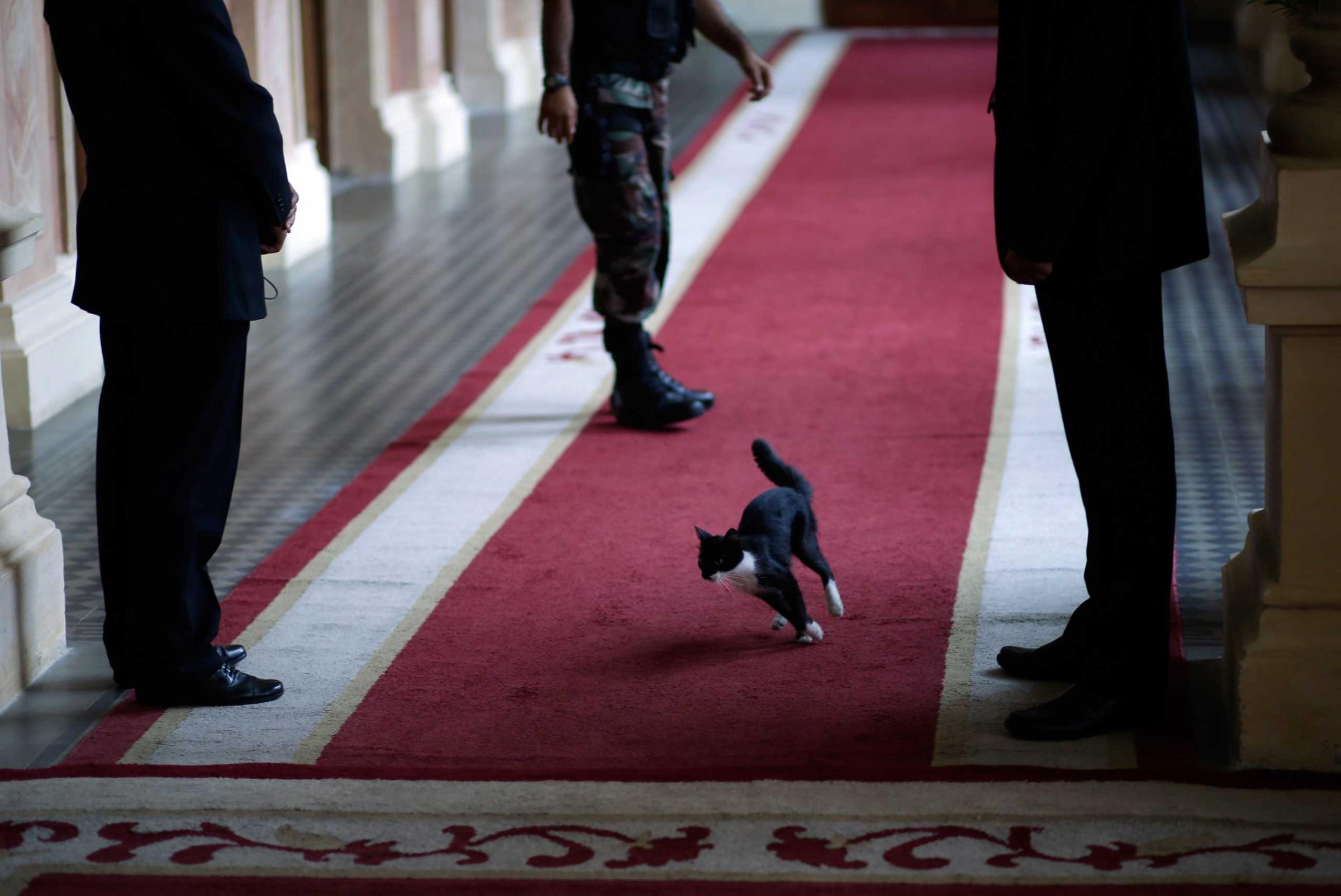 A cat tears through a government palace corridor as officials await the arrival of U.S. Assistant Secretary of State, Asuncion, Paraguay, March 20, 2014.