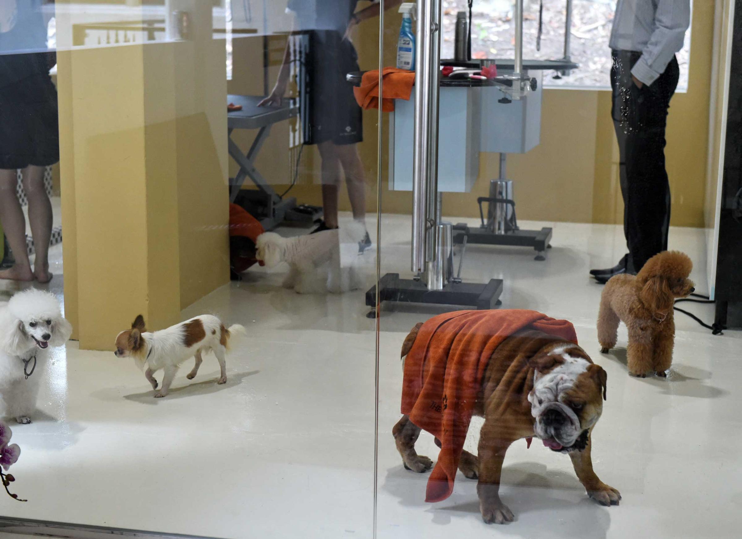 Dogs trot around at a luxury pet hotel in Singapore, Nov.4, 2014.